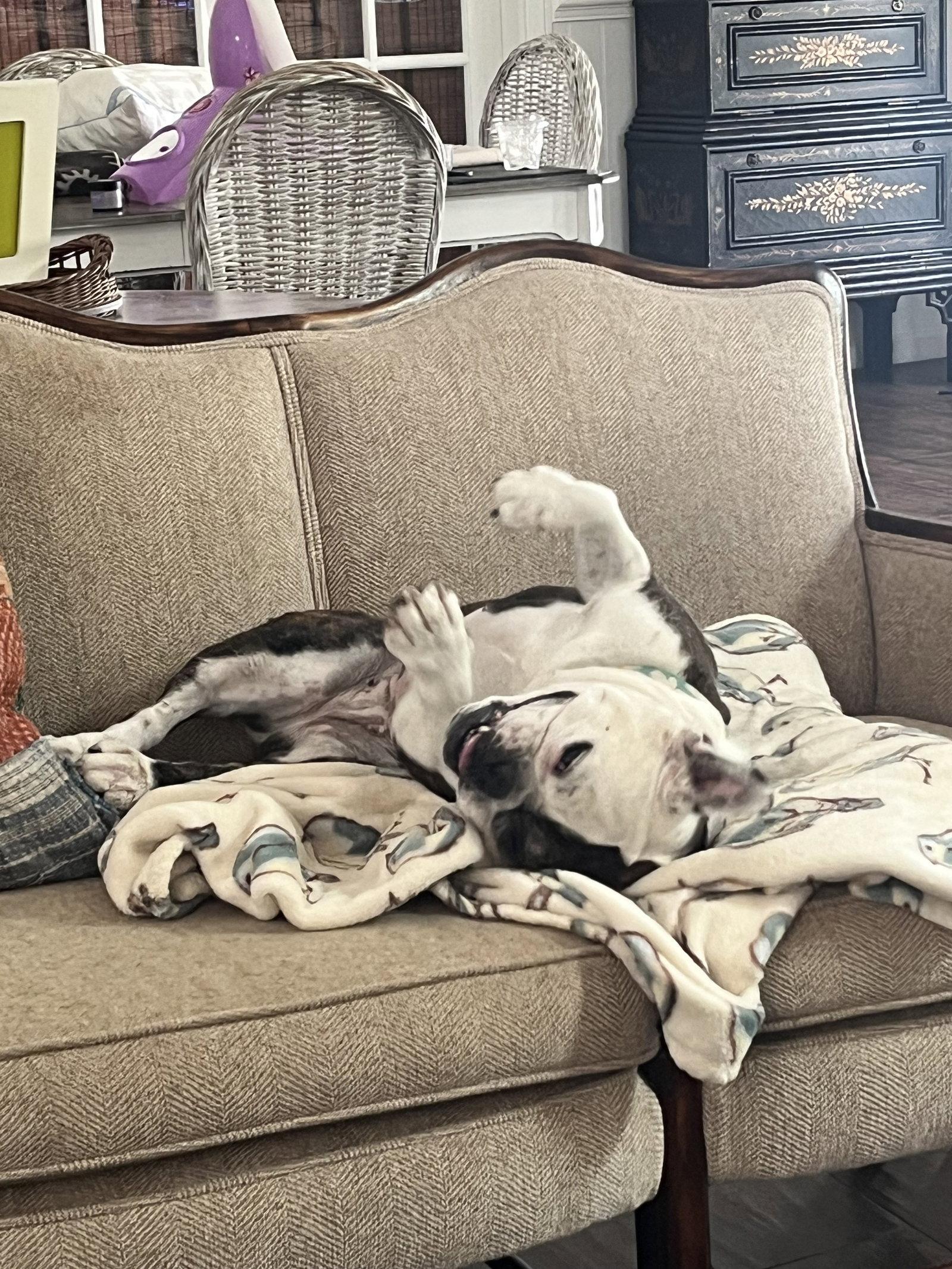 Birdie, a Adoptable French Bulldog in Orange, CA image 1/3