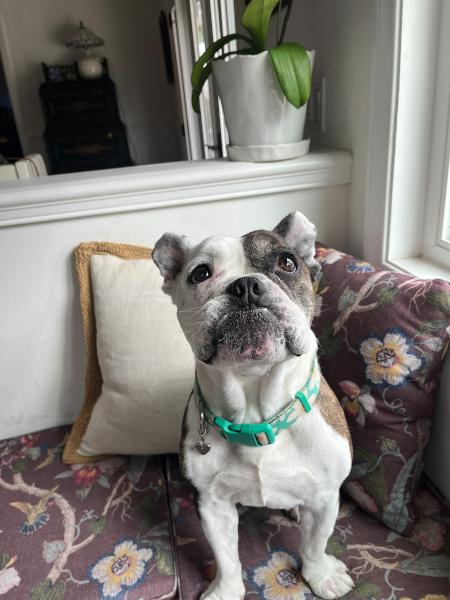 Birdie, Adoptable, Senior Female French Bulldog.