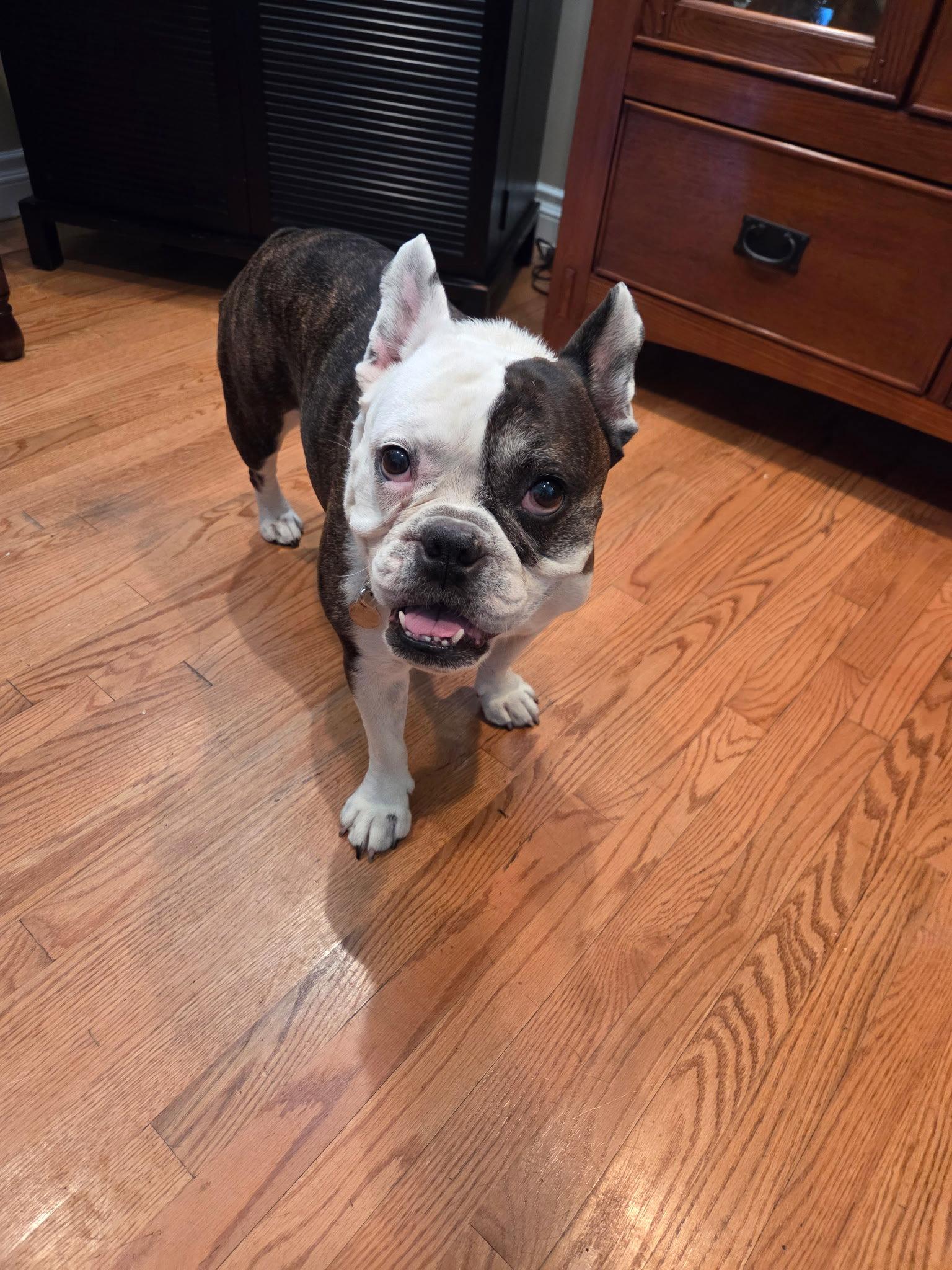 Birdie, a Adoptable French Bulldog in Orange, CA image 3/3