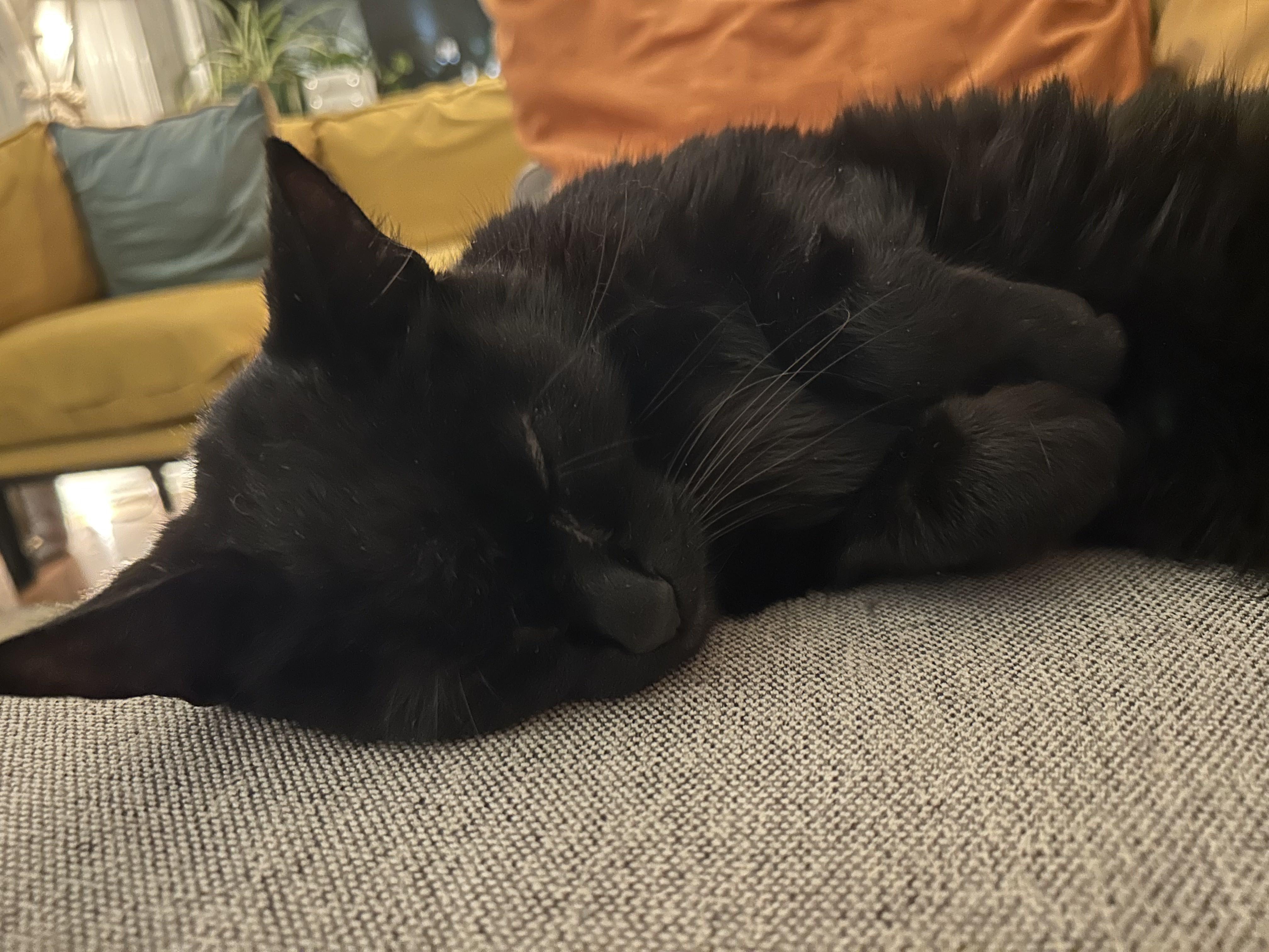 Ralph, a Adoptable Domestic Short Hair in Melrose, MA image 5/6