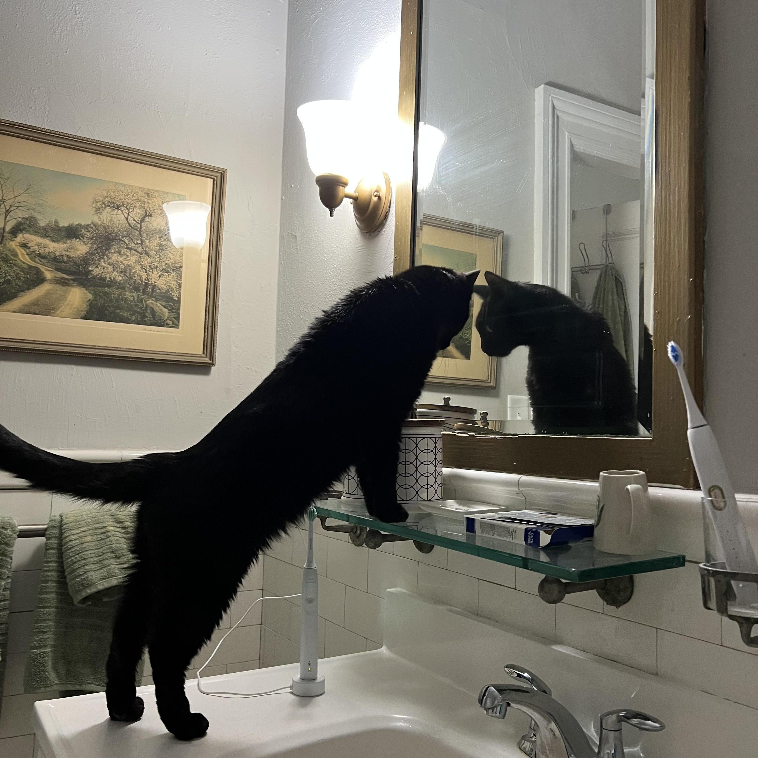 Ralph, a Adoptable Domestic Short Hair in Melrose, MA image 4/6