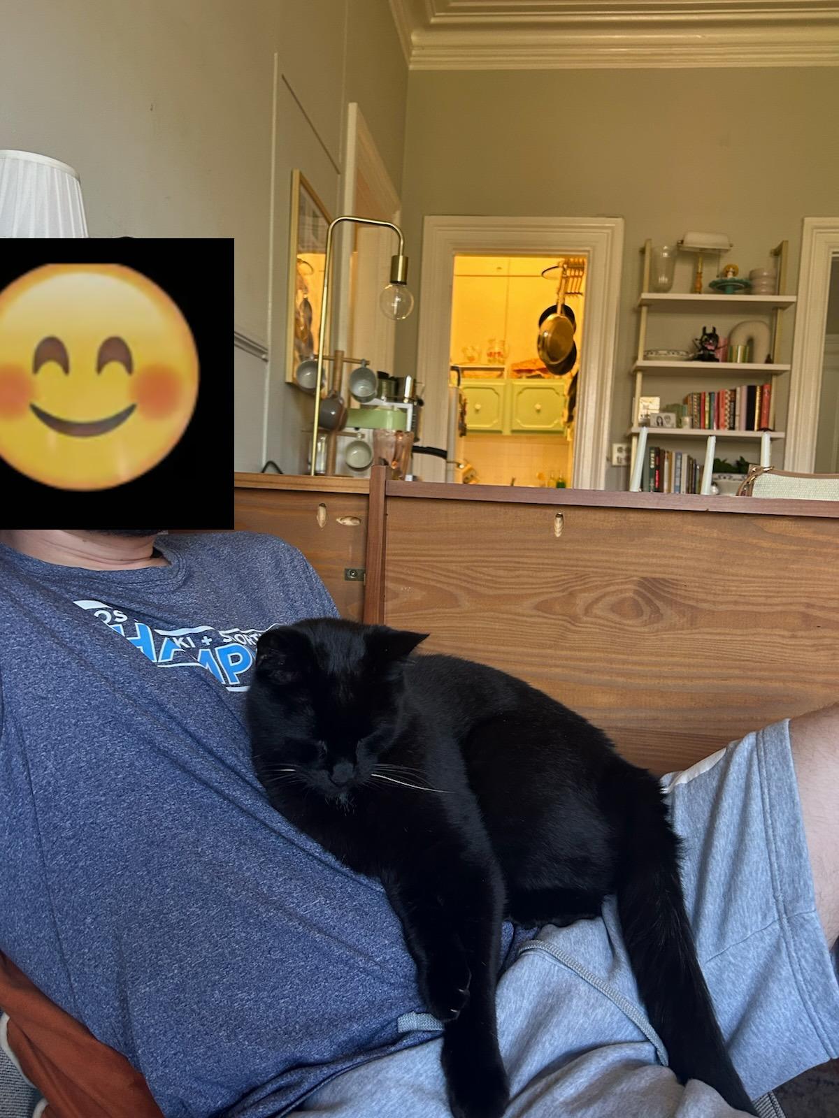 Ralph, a Adoptable Domestic Short Hair in Melrose, MA image 1/6