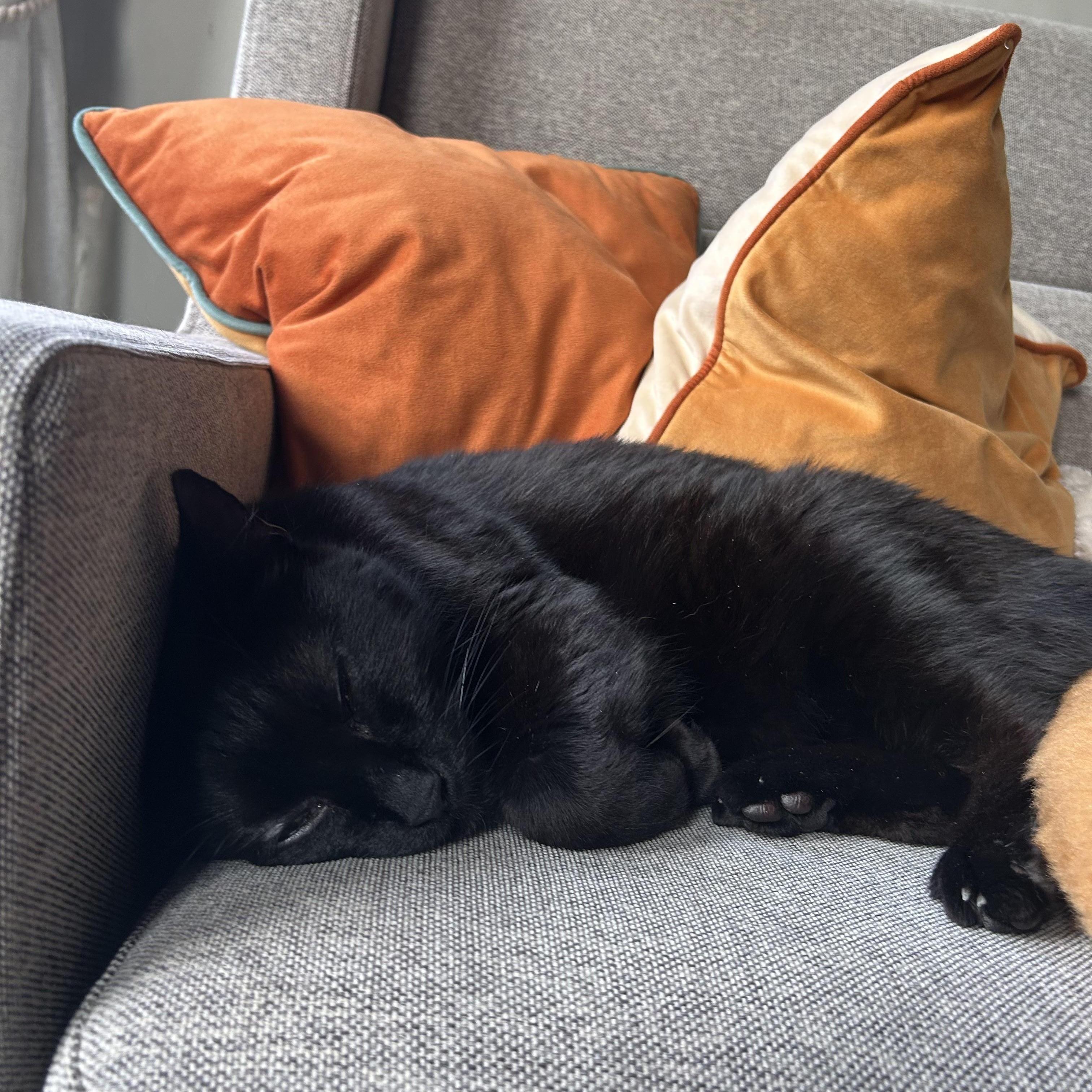 Ralph, a Adoptable Domestic Short Hair in Melrose, MA image 3/6