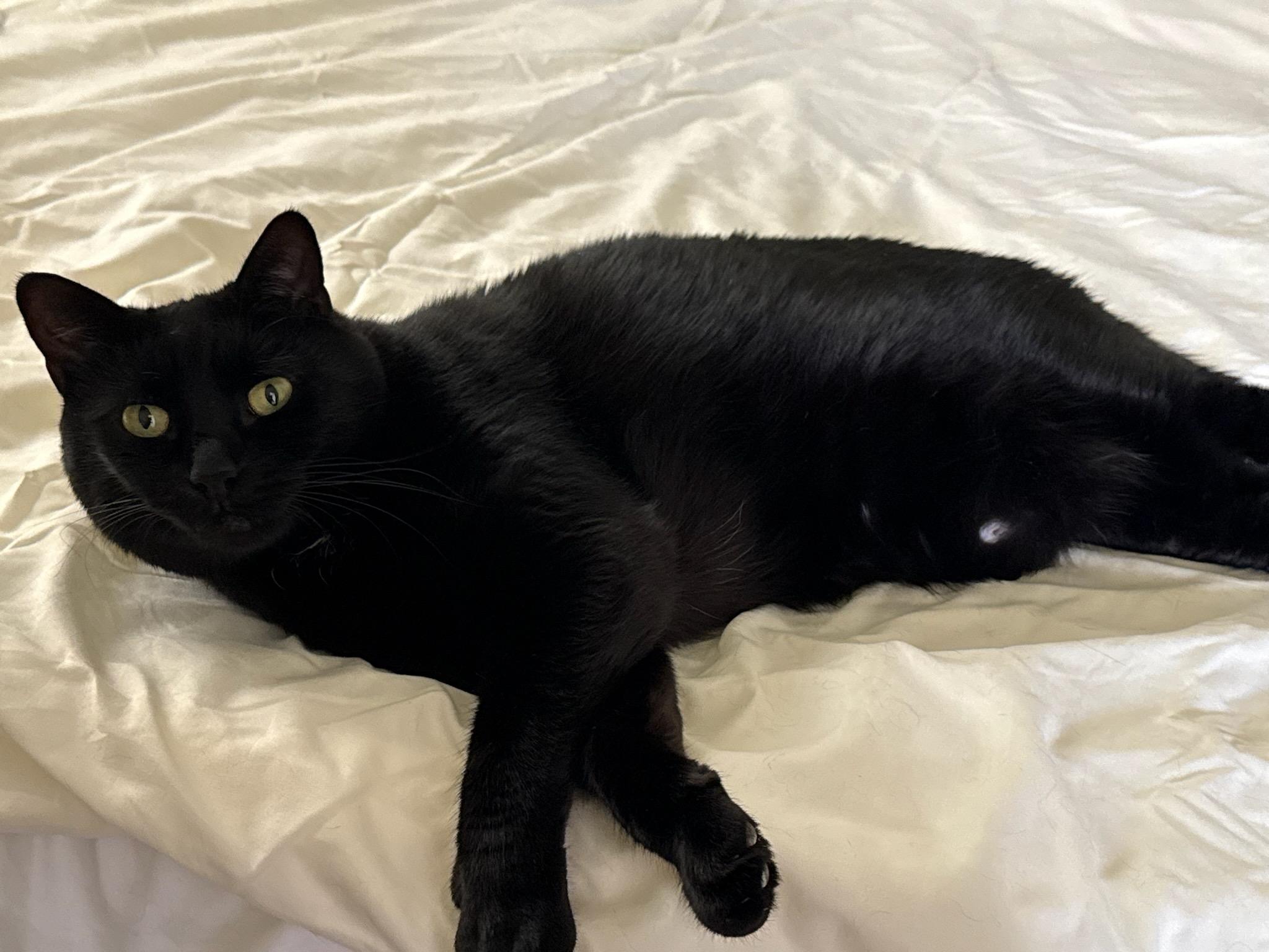 Ralph, a Adoptable Domestic Short Hair in Melrose, MA image 2/6