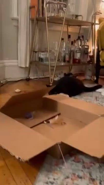 Enlarge Ralph, a Adoptable Domestic Short Hair in Melrose, MA video 6/6