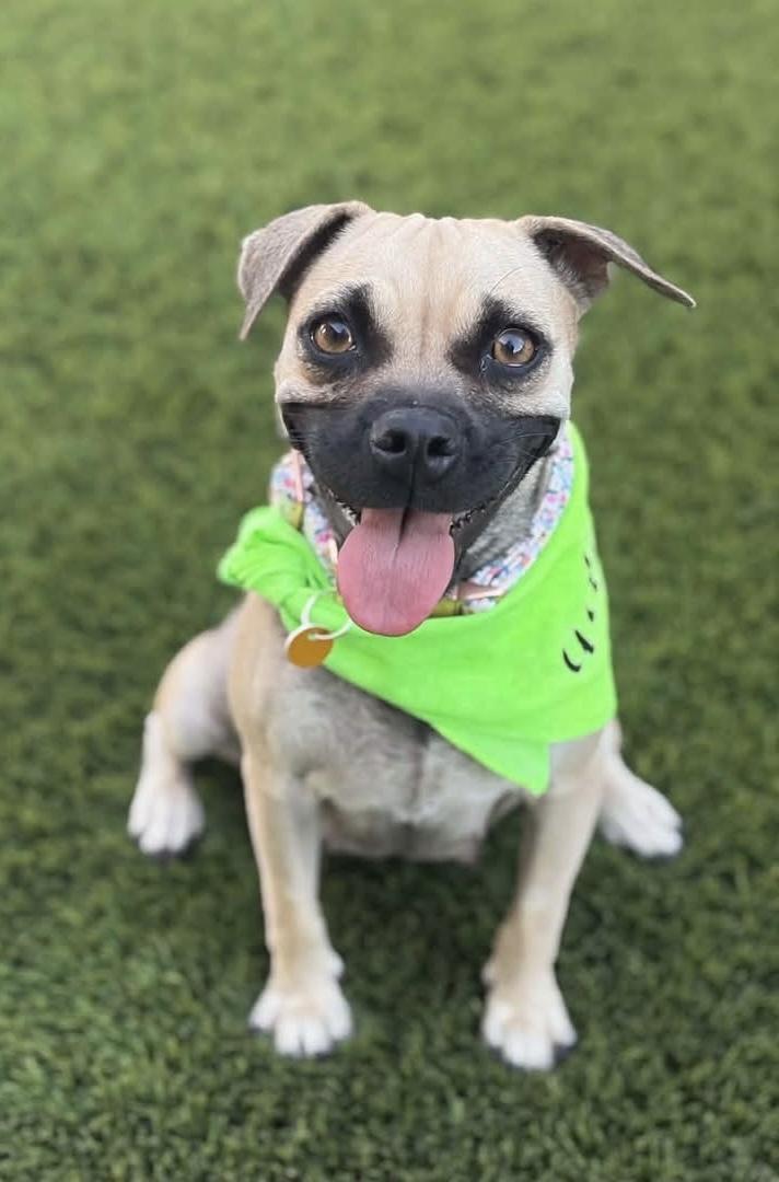 Treasure, Adoptable, Young Female Pug.