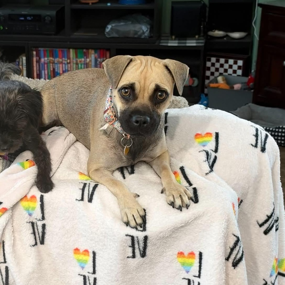 Enlarge Treasure, a Adoptable mixed breed in Las Vegas, NV image 2/2
