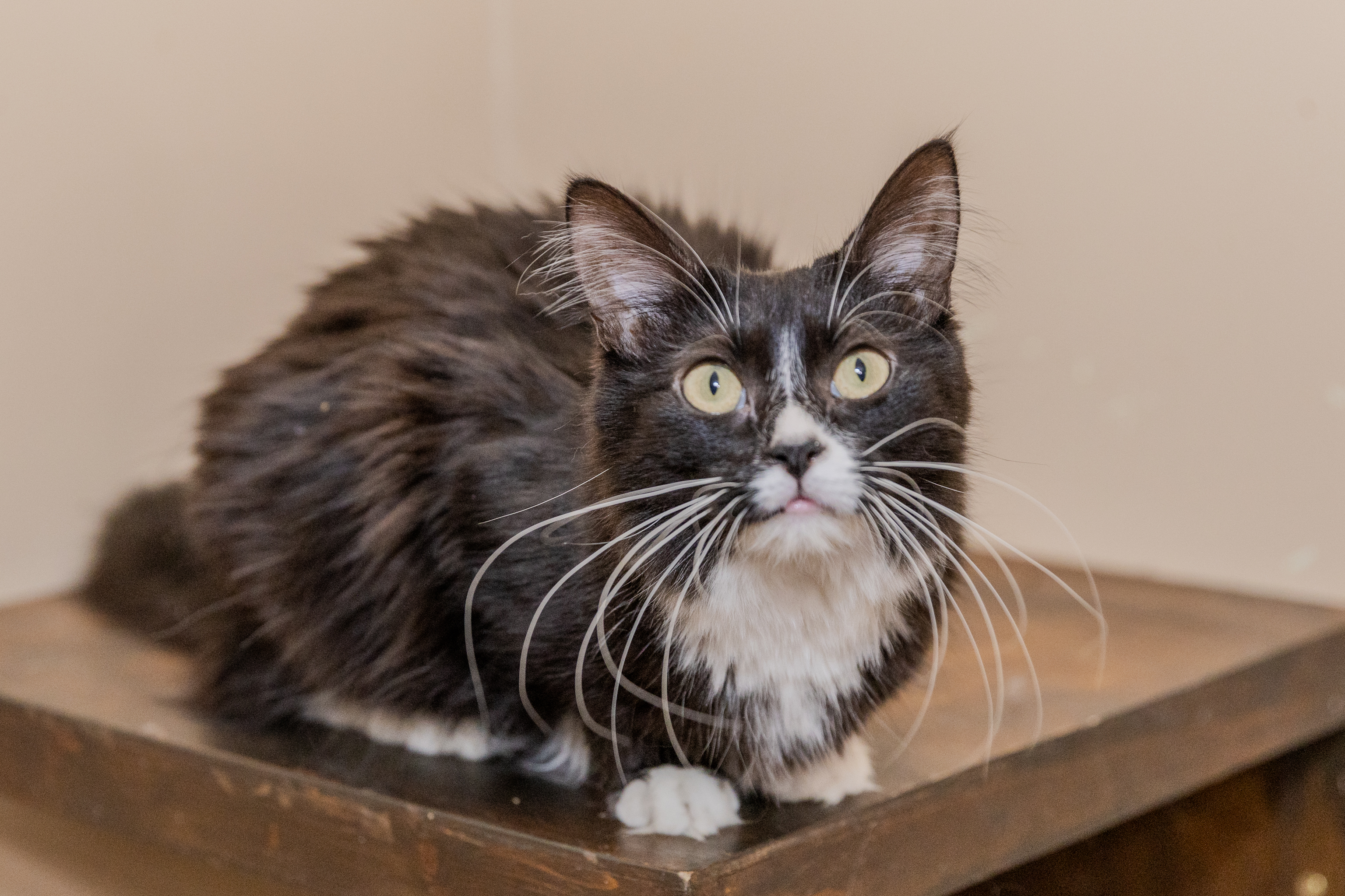 Boy, Adopted, Young Male Maine Coon.