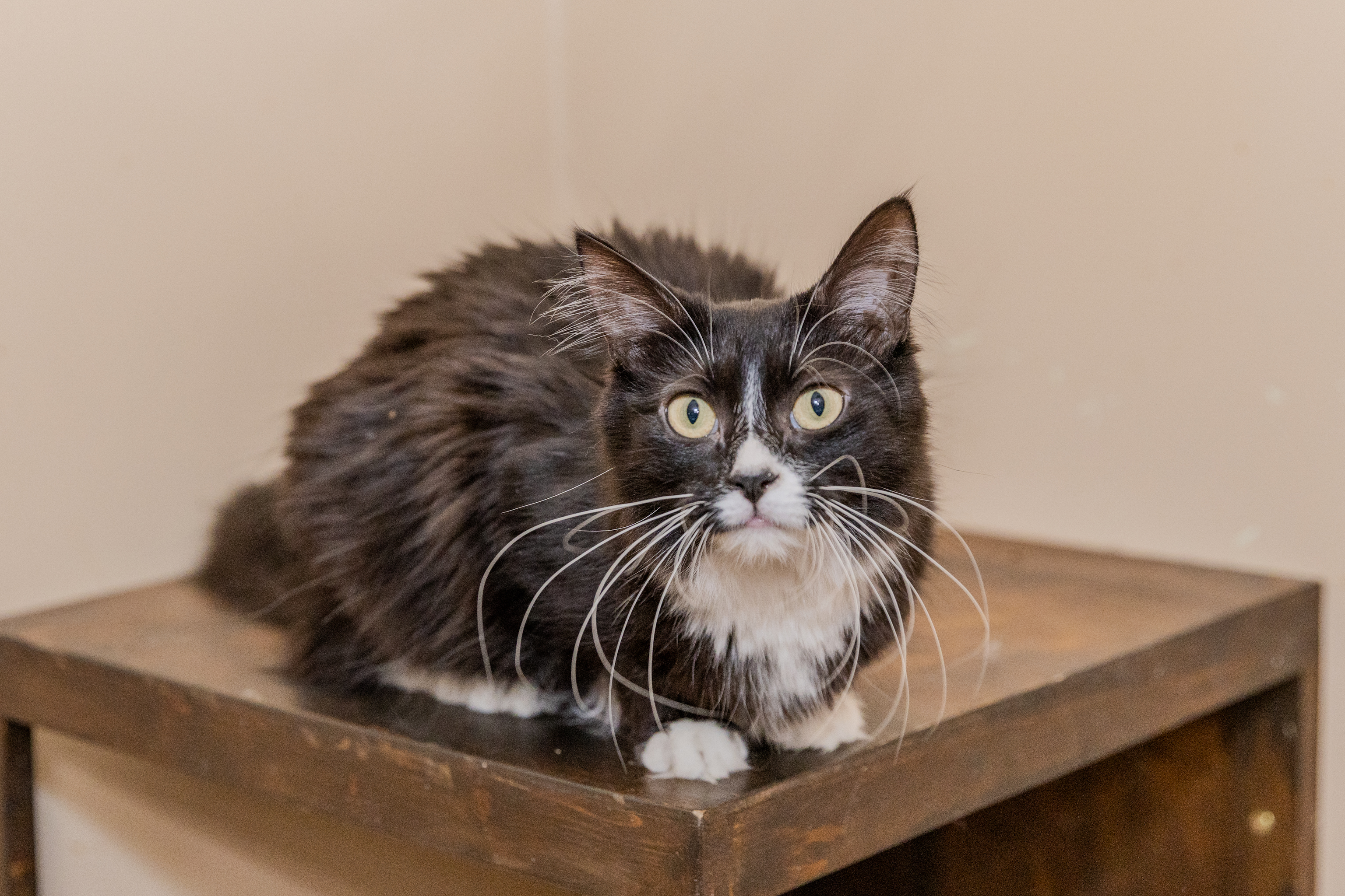 Enlarge Boy, a Adopted Maine Coon in Chicago, IL image 2/2