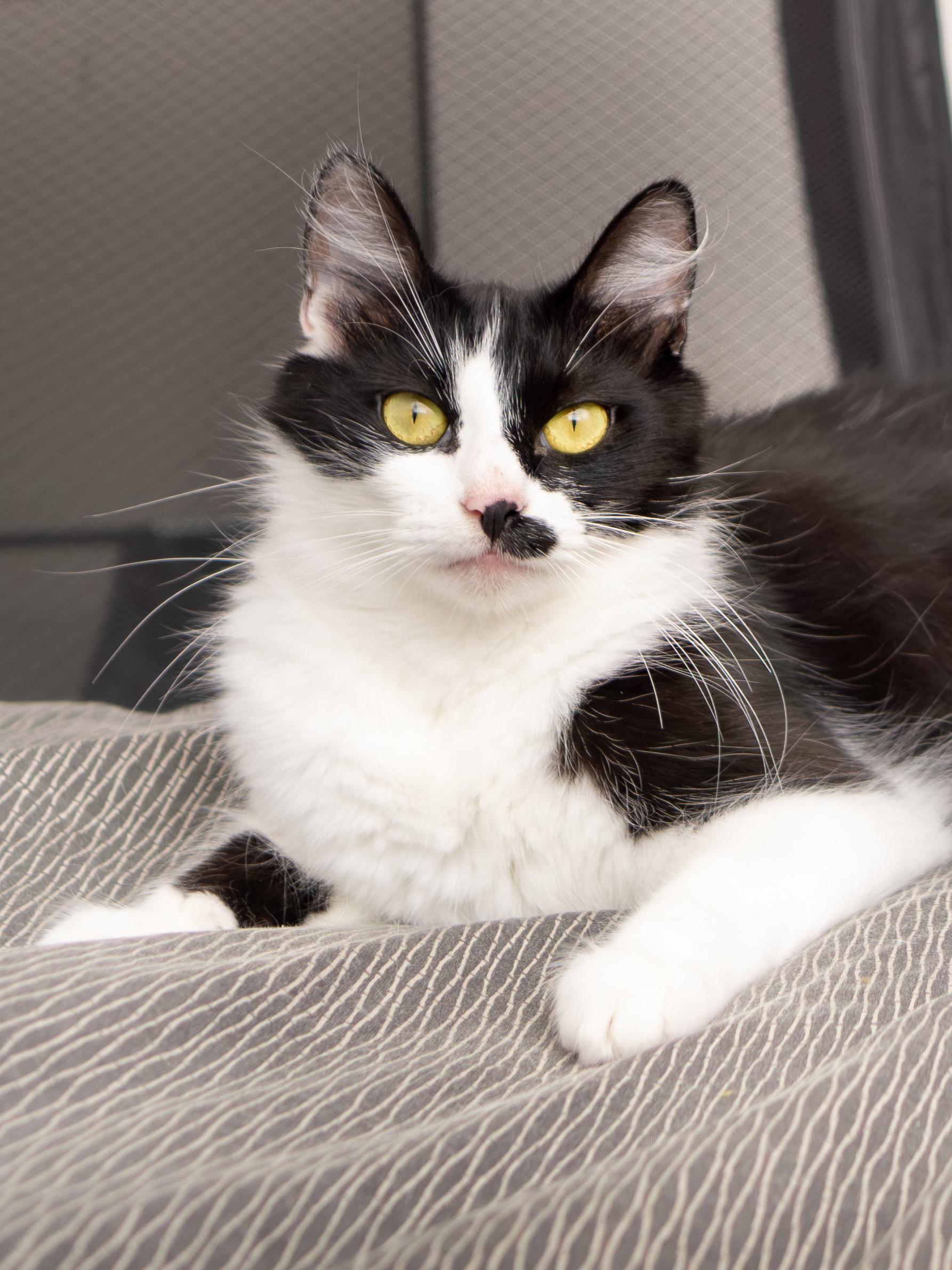 Smirch, a Adoptable Domestic Short Hair in Seattle, WA image 2/6