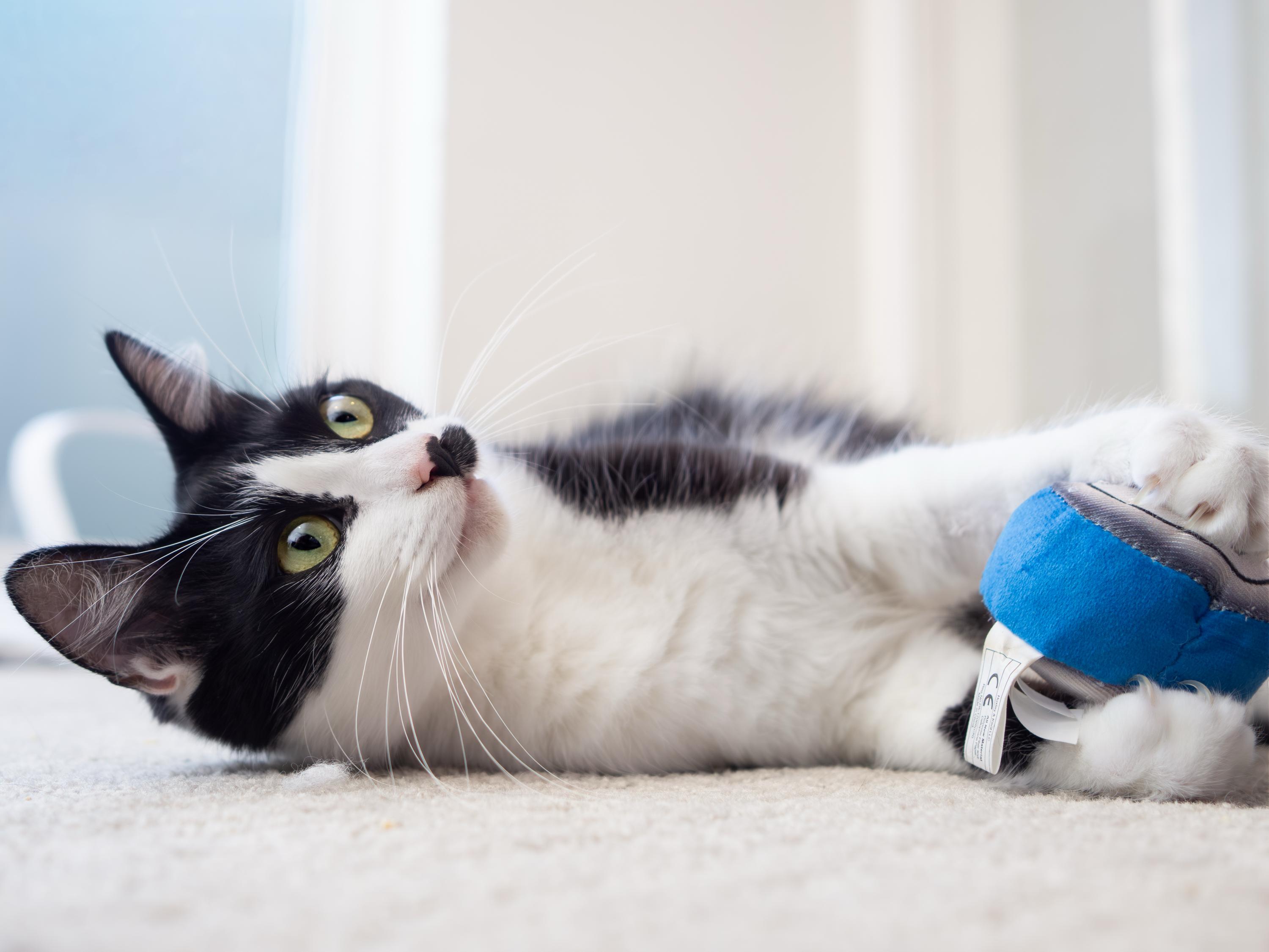 Smirch, a Adoptable Domestic Short Hair in Seattle, WA image 4/6