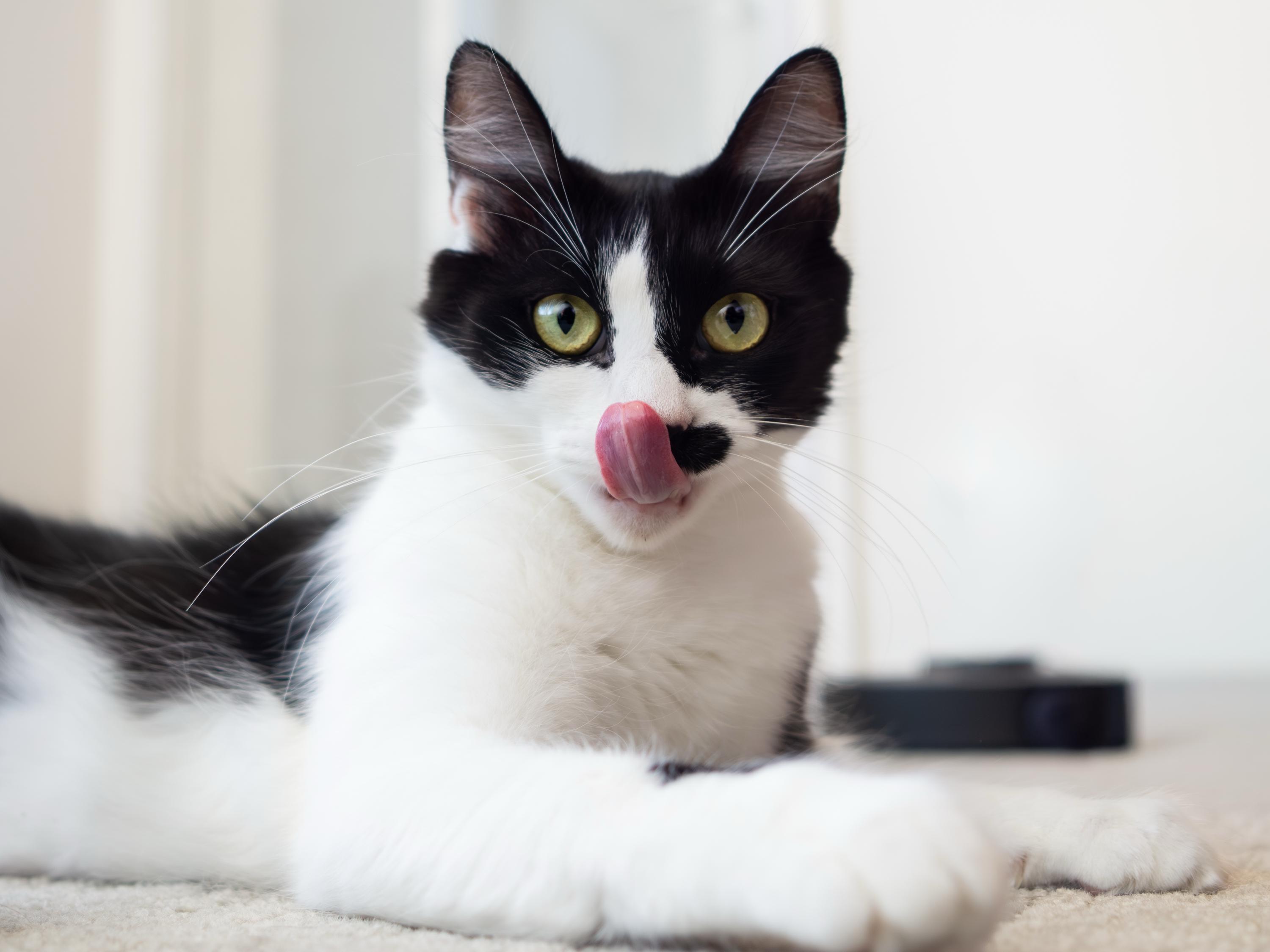 Smirch, a Adoptable Domestic Short Hair in Seattle, WA image 5/6