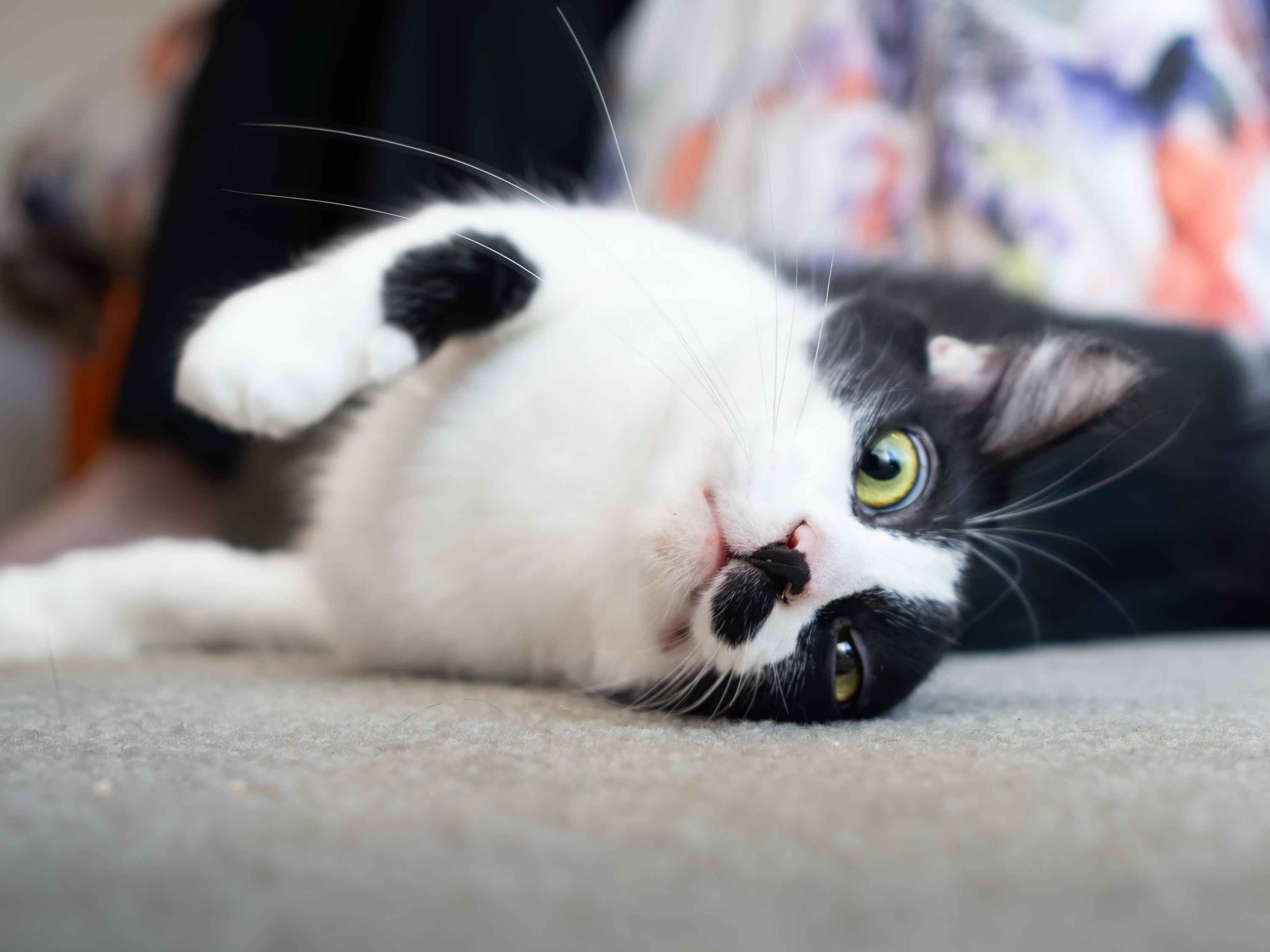 Smirch, a Adoptable Domestic Short Hair in Seattle, WA image 3/6