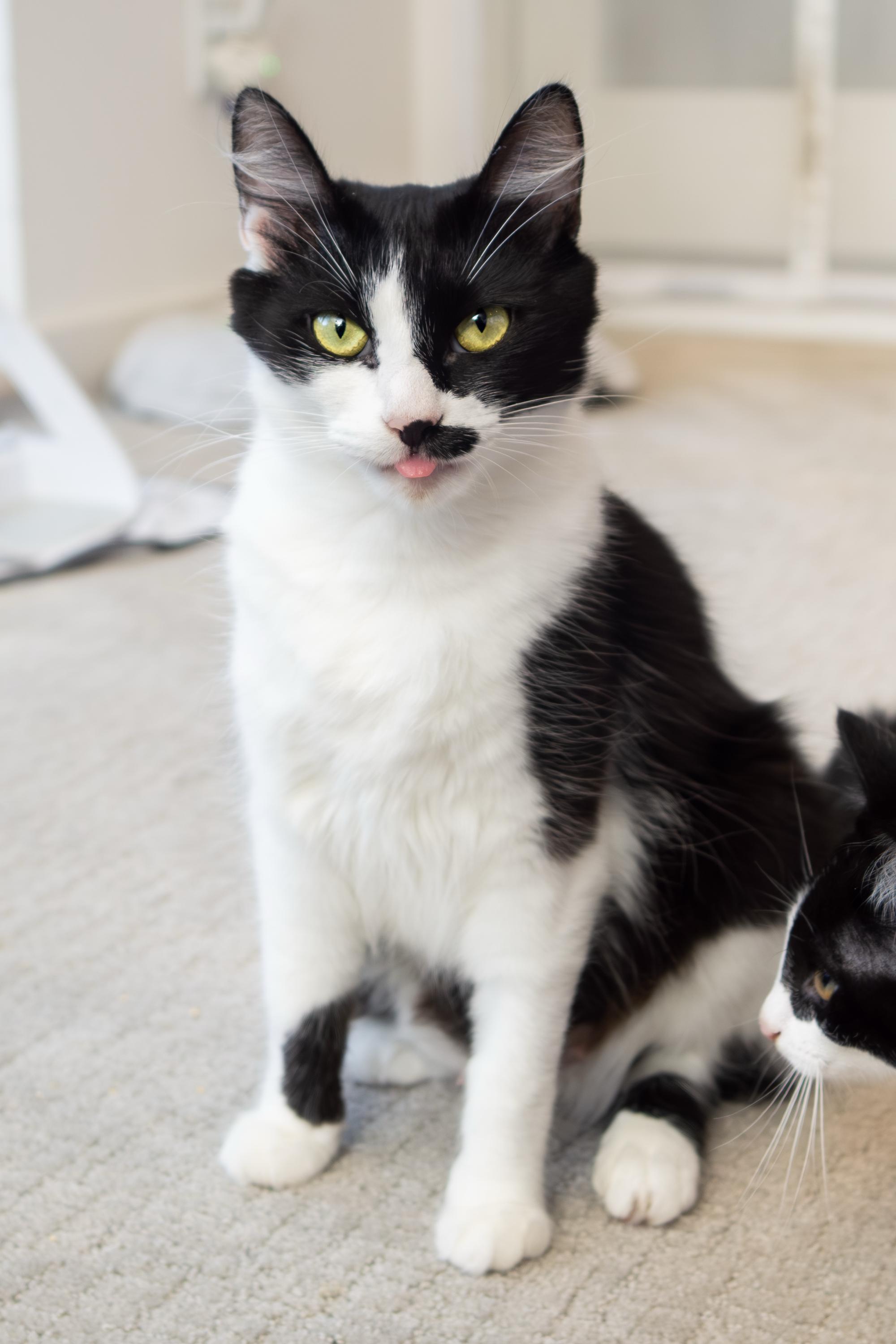 Smirch, Adoptable, Young Female Domestic Short Hair.