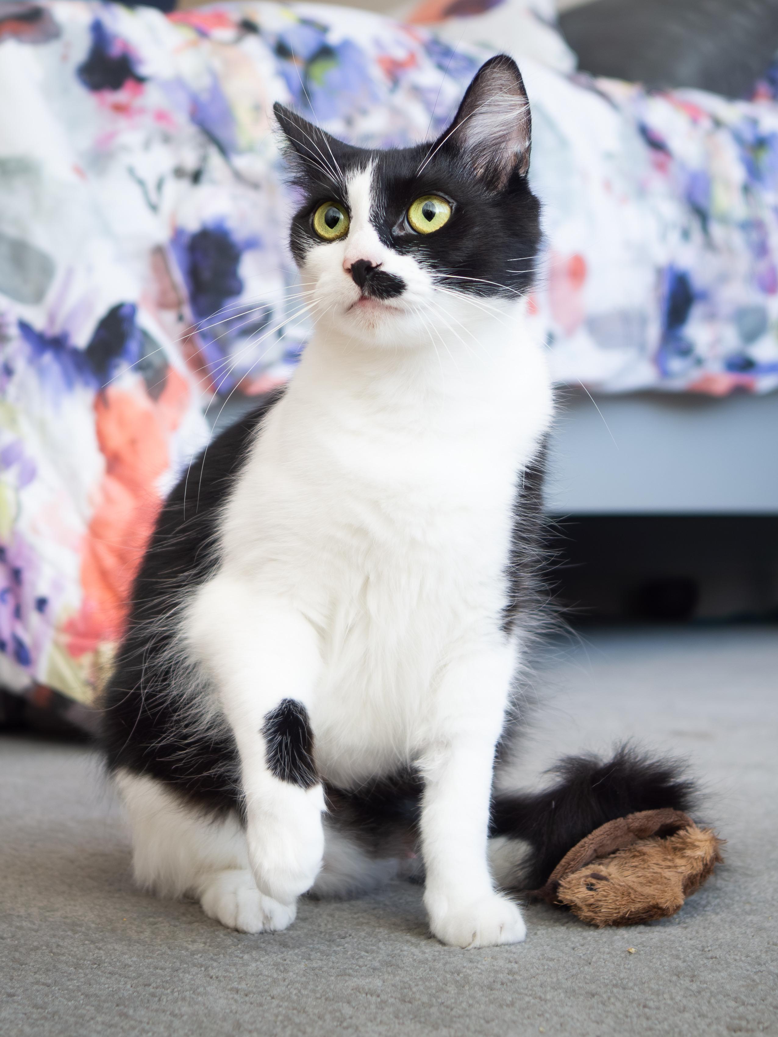 Smirch, a Adoptable Domestic Short Hair in Seattle, WA image 6/6