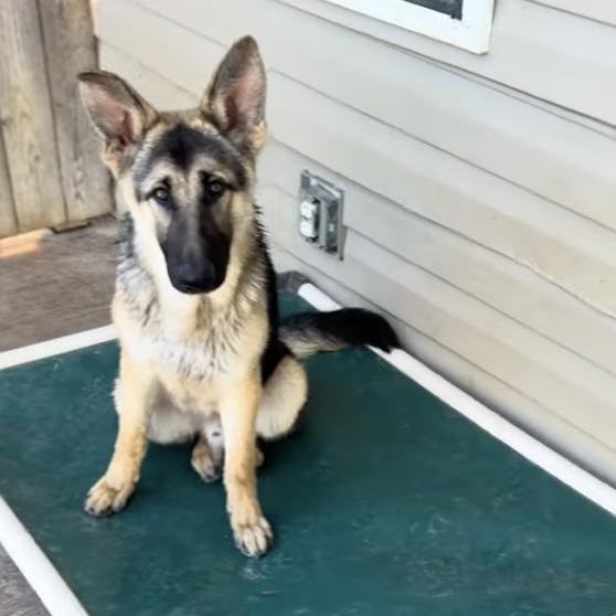 Ranger (7mo PUPPY), adopted, Young Male German Shepherd Dog.