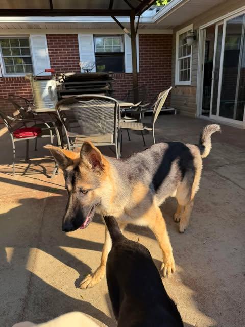Ranger (7mo PUPPY), an adopted German Shepherd Dog in Greeneville, TN image 3/6