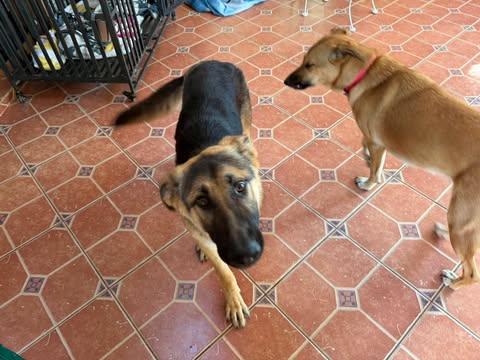 Ranger (7mo PUPPY), an adopted German Shepherd Dog in Greeneville, TN image 5/6
