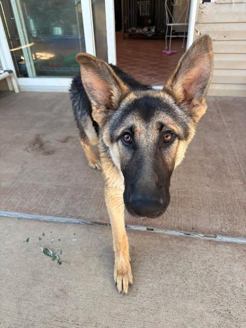 Ranger (7mo PUPPY), an adopted German Shepherd Dog in Greeneville, TN image 2/6