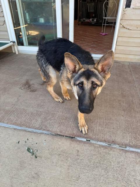 Ranger (7mo PUPPY), an adopted German Shepherd Dog in Greeneville, TN image 4/6