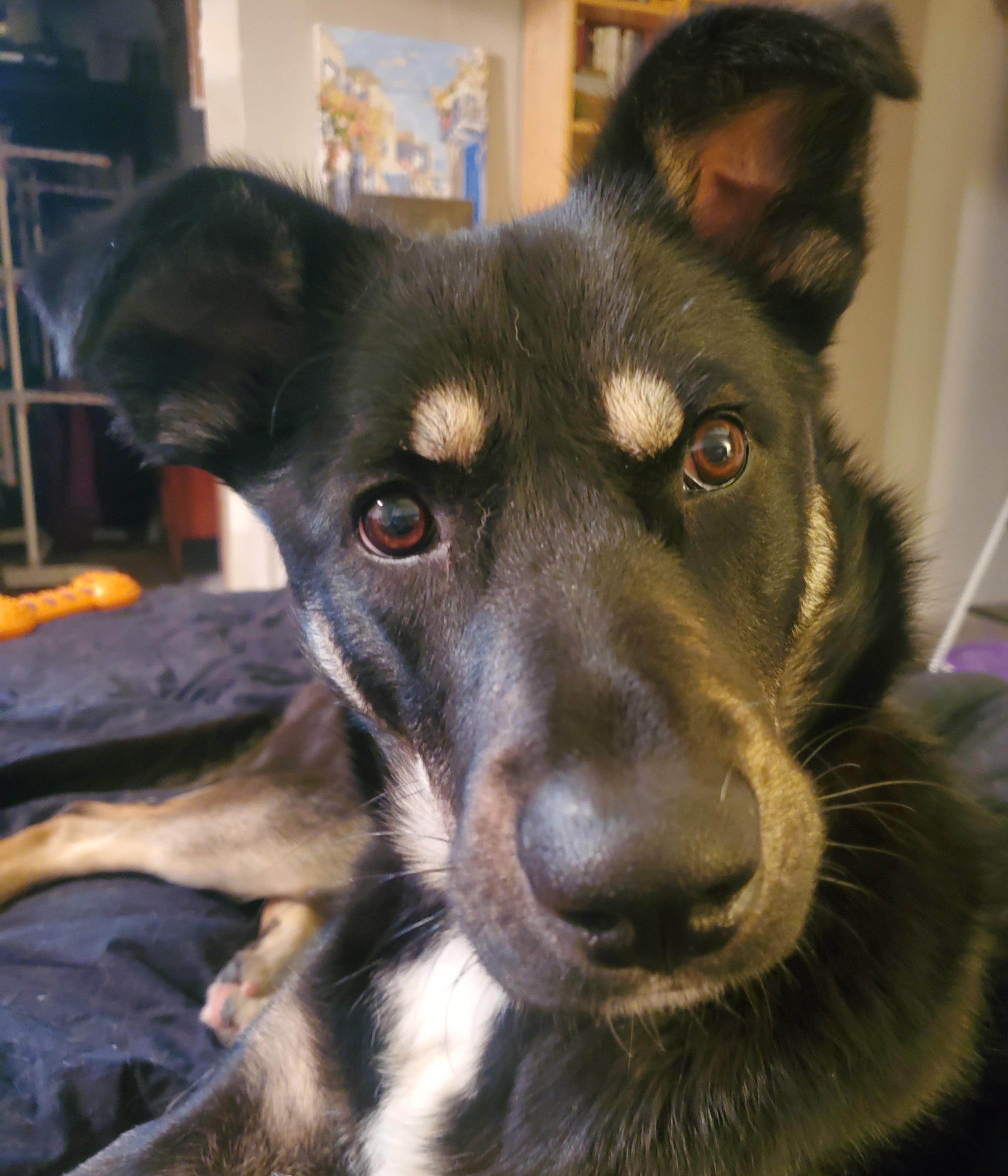 Enlarge Maggie Mae, an adopted Mixed Breed in Saskatoon, SK image 2/6