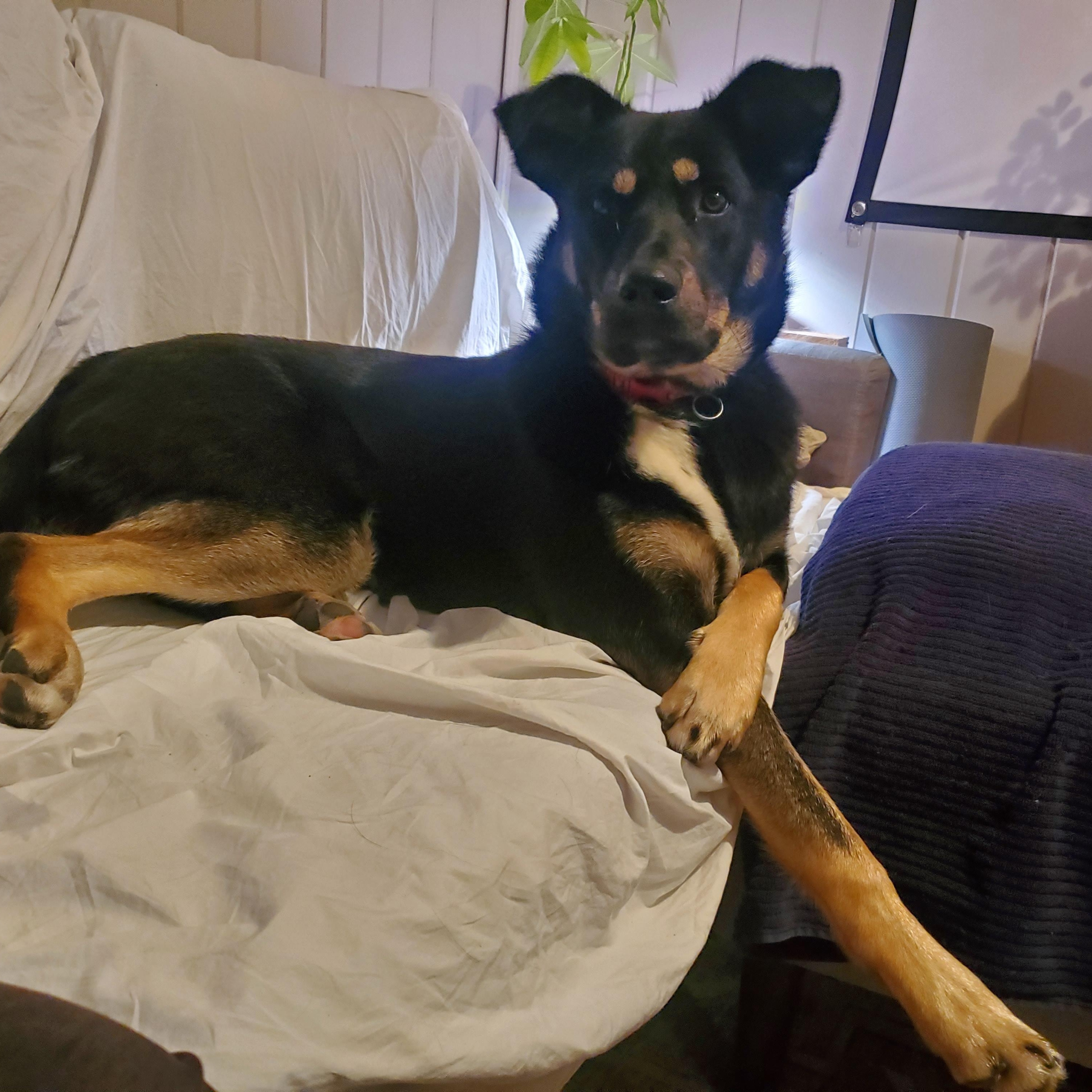 Enlarge Maggie Mae, an adopted Mixed Breed in Saskatoon, SK image 3/6