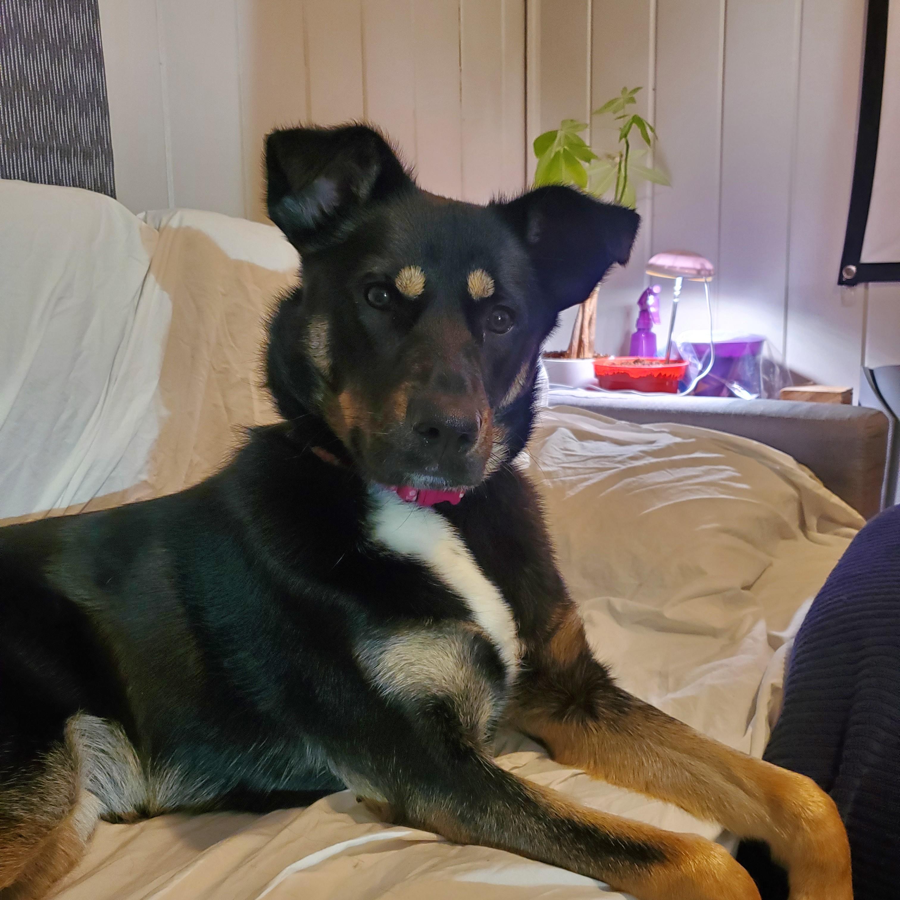 Enlarge Maggie Mae, an adopted Mixed Breed in Saskatoon, SK image 1/6