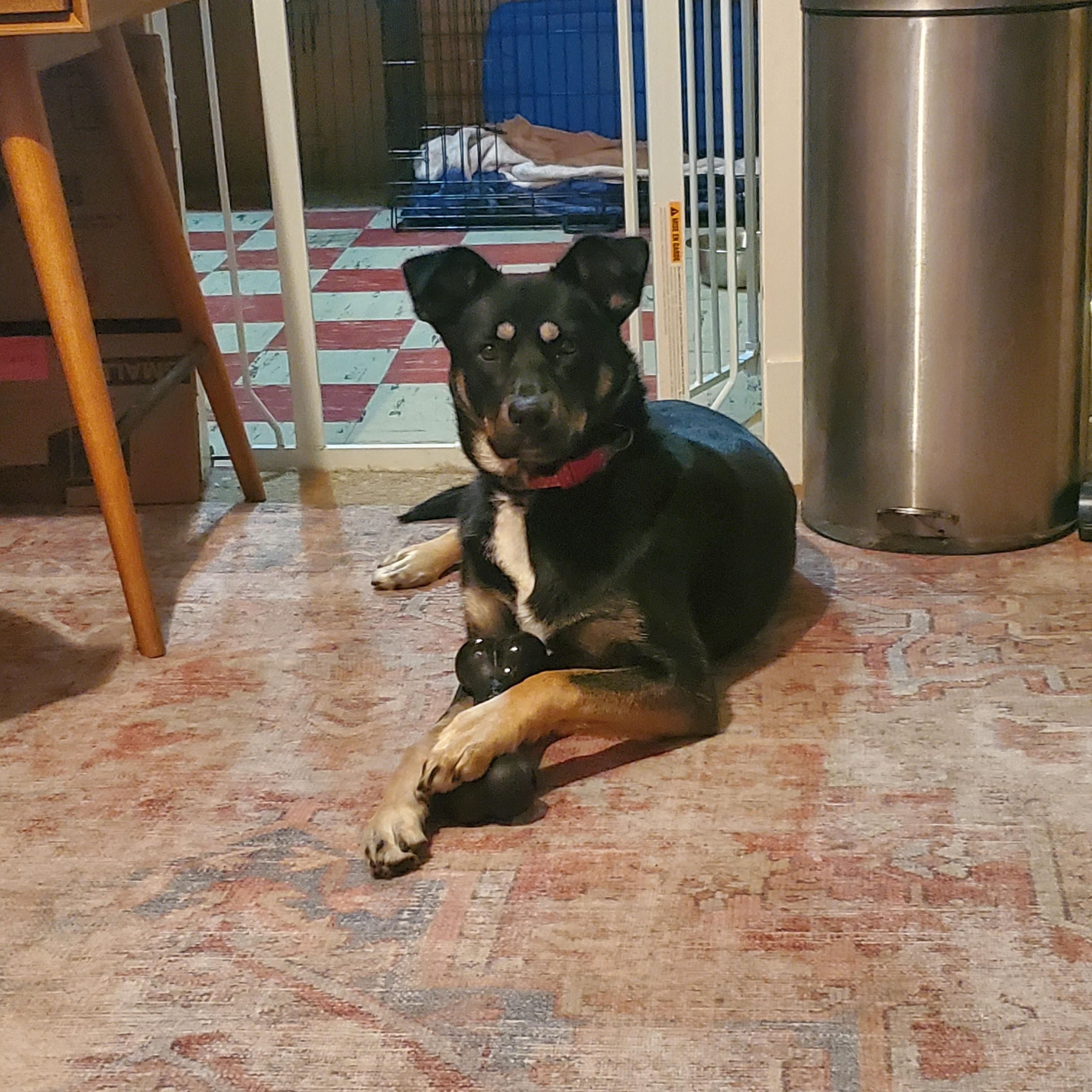 Enlarge Maggie Mae, an adopted Mixed Breed in Saskatoon, SK image 5/6