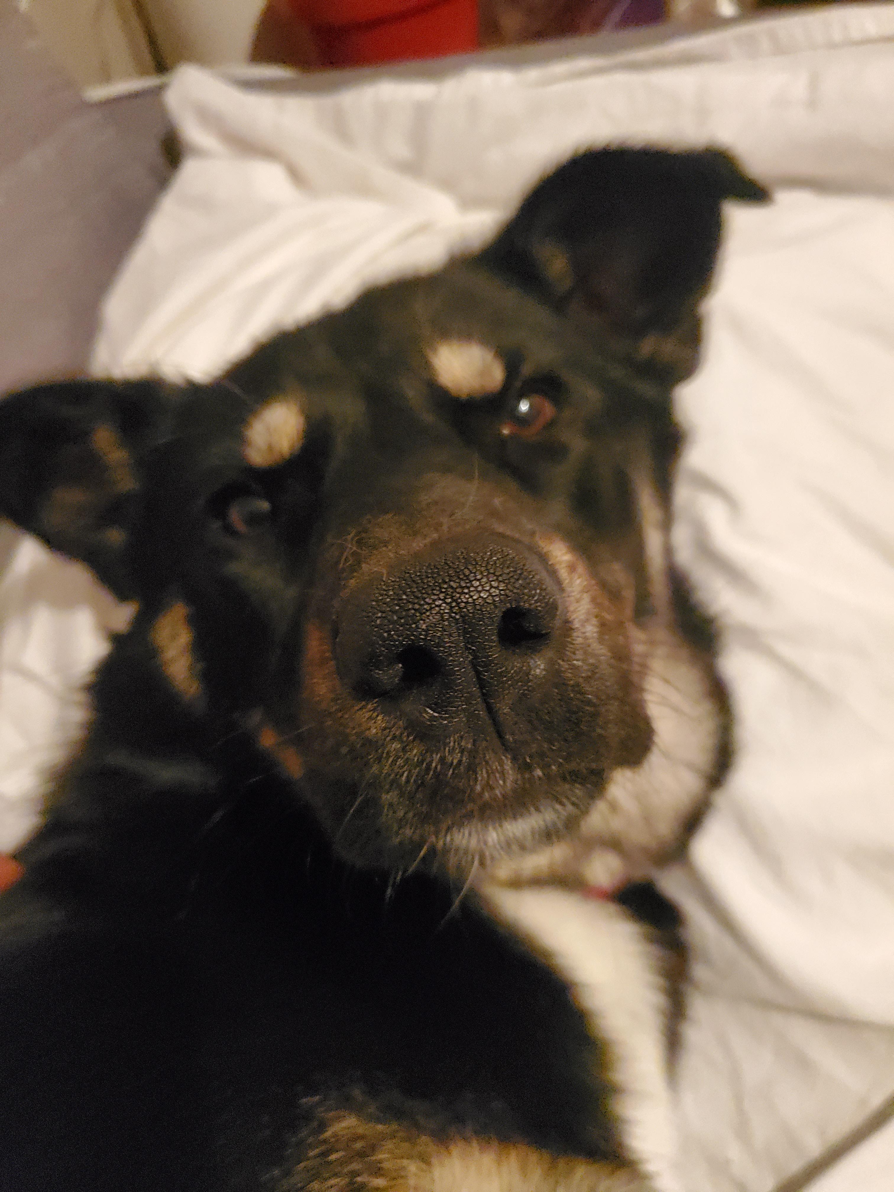 Enlarge Maggie Mae, an adopted Mixed Breed in Saskatoon, SK image 4/6