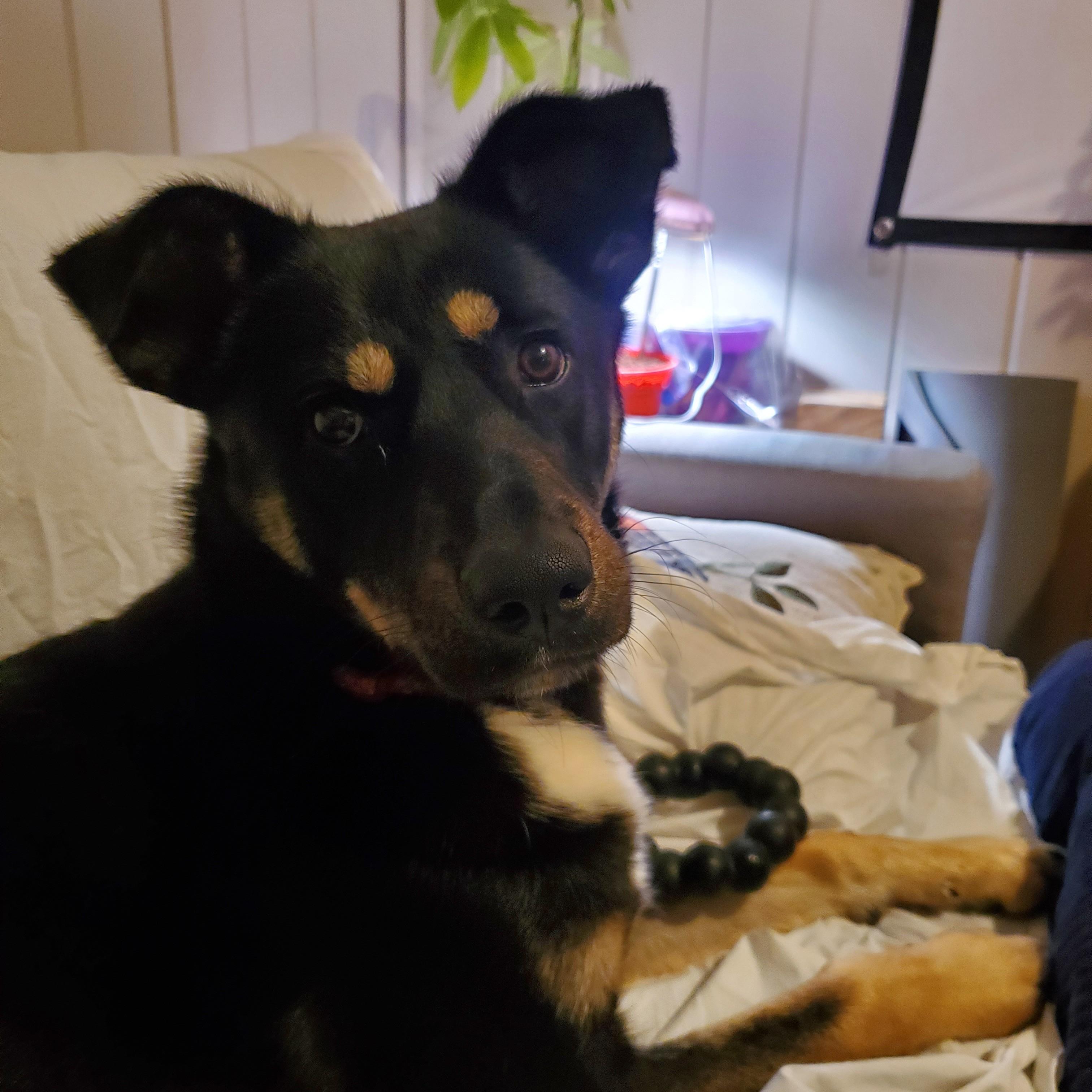 Enlarge Maggie Mae, an adopted Mixed Breed in Saskatoon, SK image 6/6