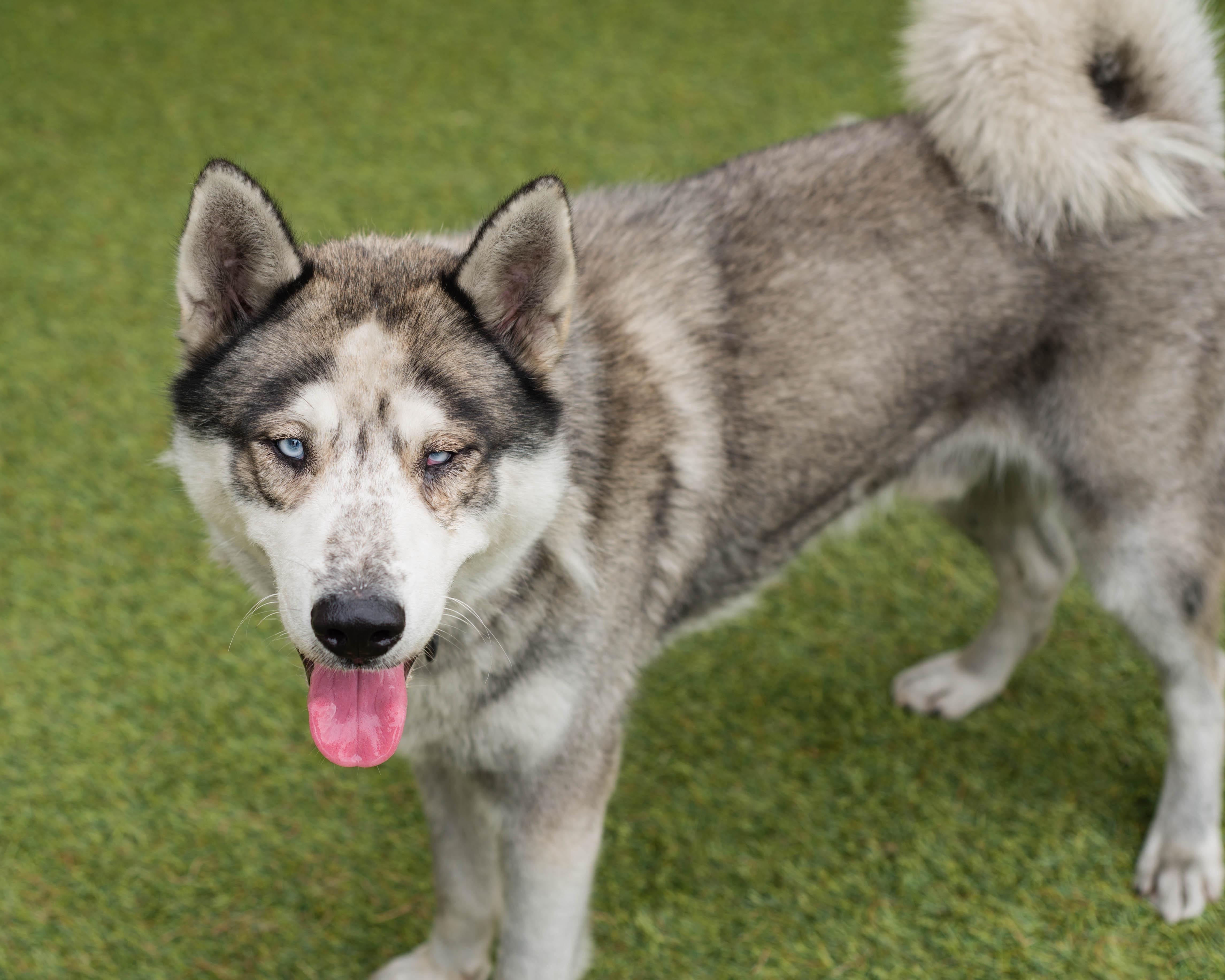 Harry, Adoptable, Adult Male Siberian Husky.