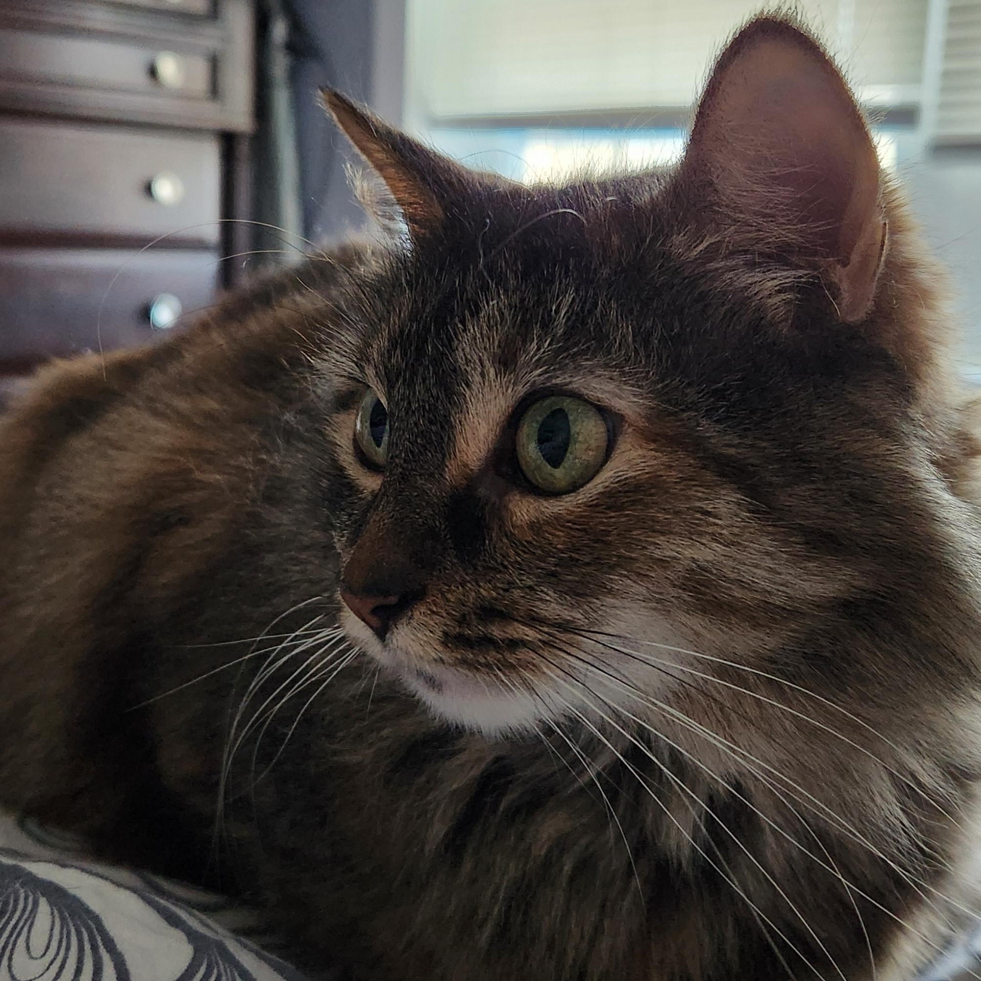 Enlarge Heather with the feathery tail, a Adoptable Domestic Medium Hair in New York, NY image 2/3