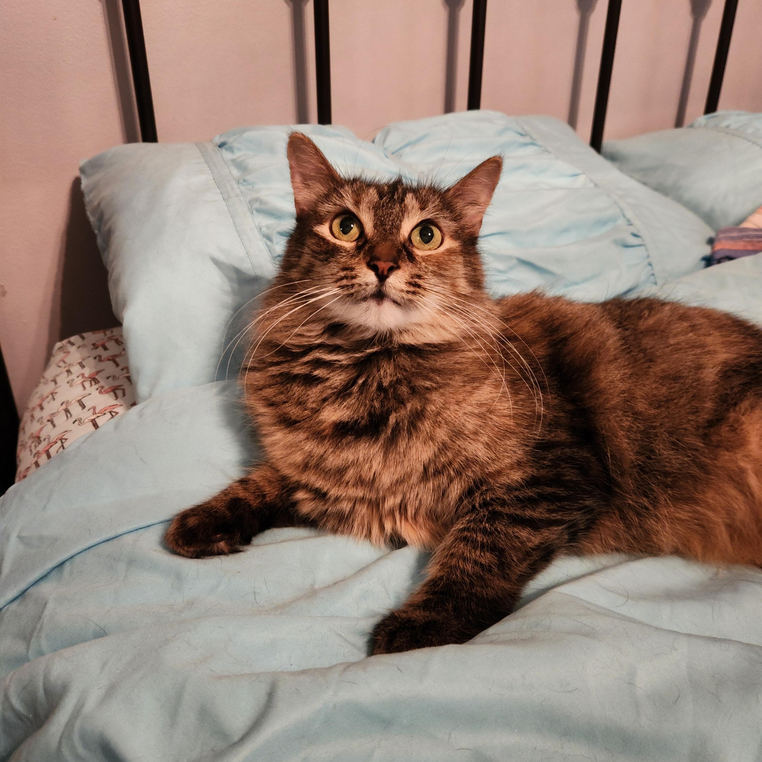 Enlarge Heather with the feathery tail, a Adoptable Domestic Medium Hair in New York, NY image 3/3