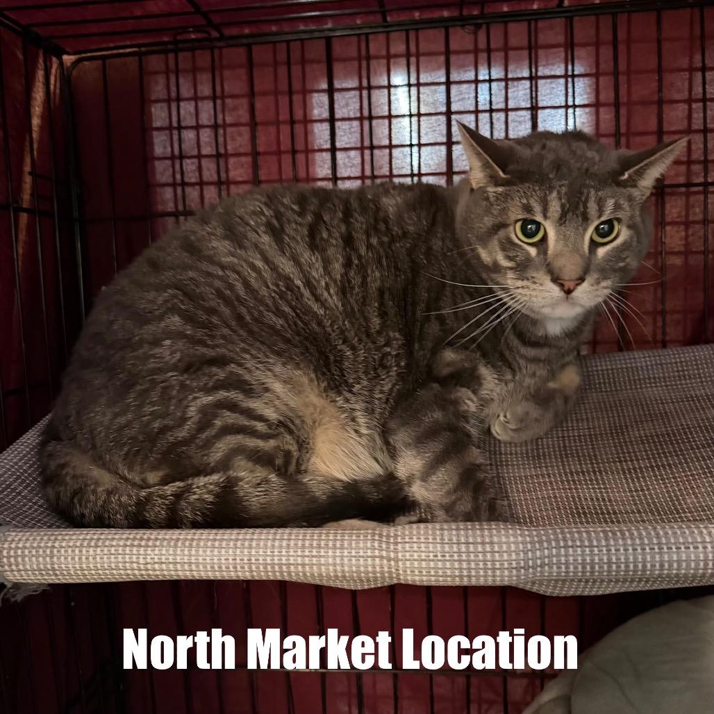 Lennox, Adoptable, Adult Male Domestic Short Hair.