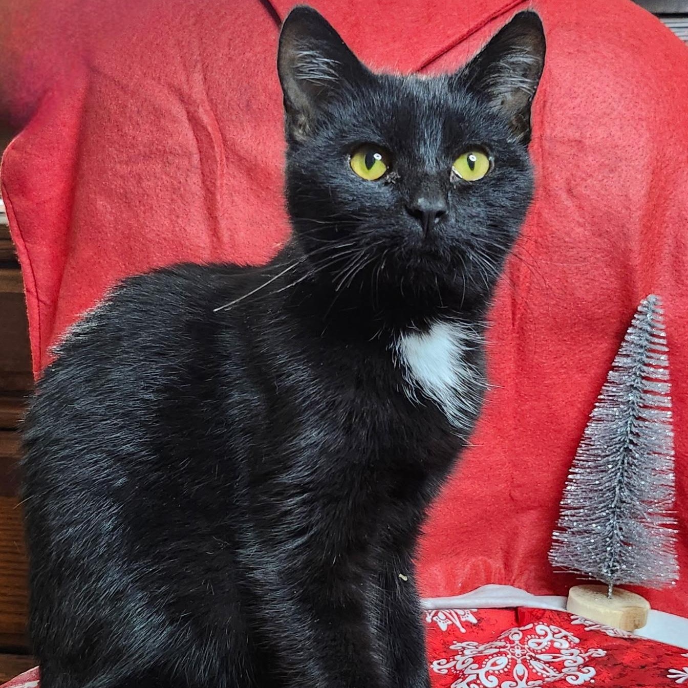 Redemption, adoptable, Kitten Female Domestic Short Hair.