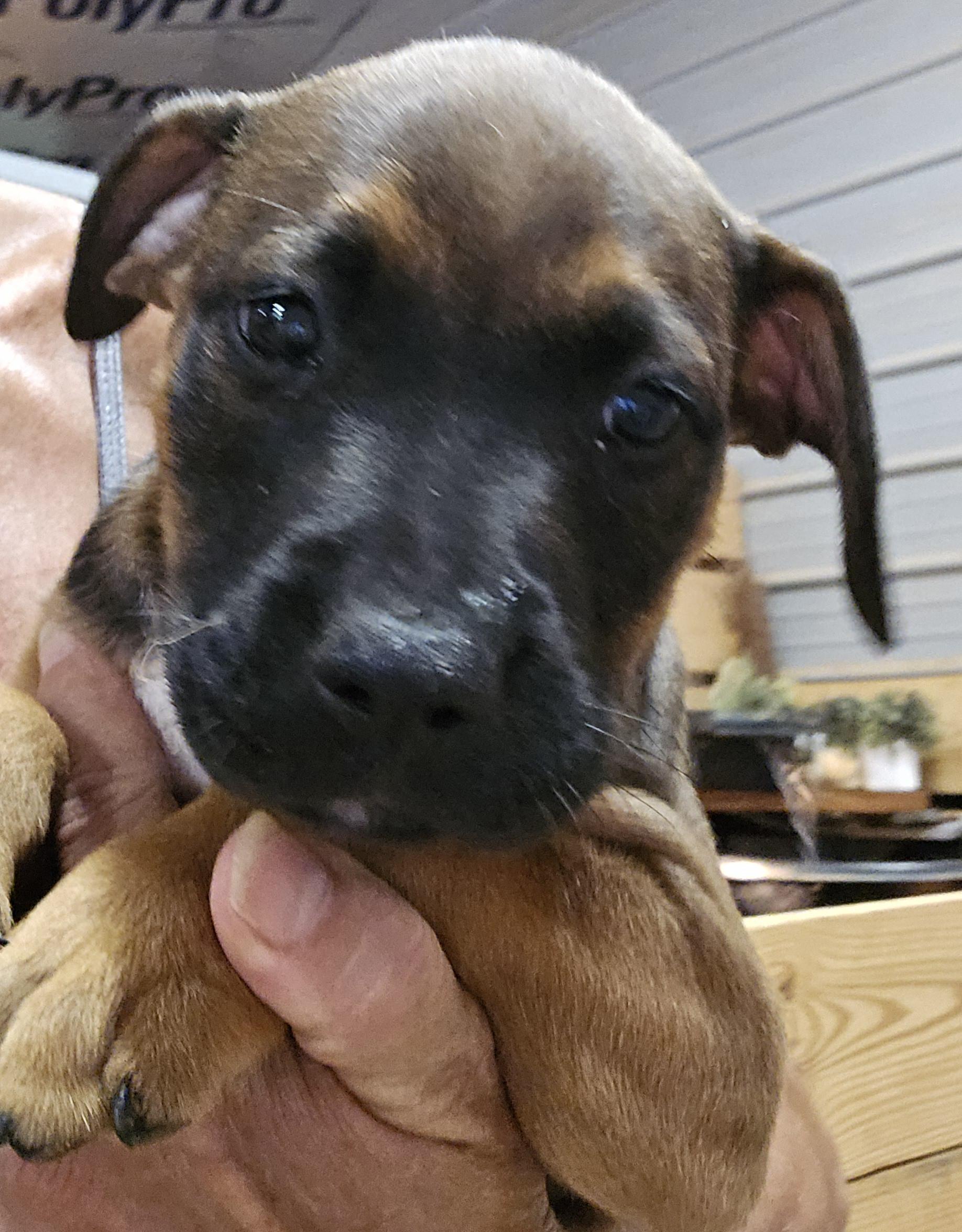 Megan, Adoptable, Puppy Female Shepherd & Pit Bull Terrier.