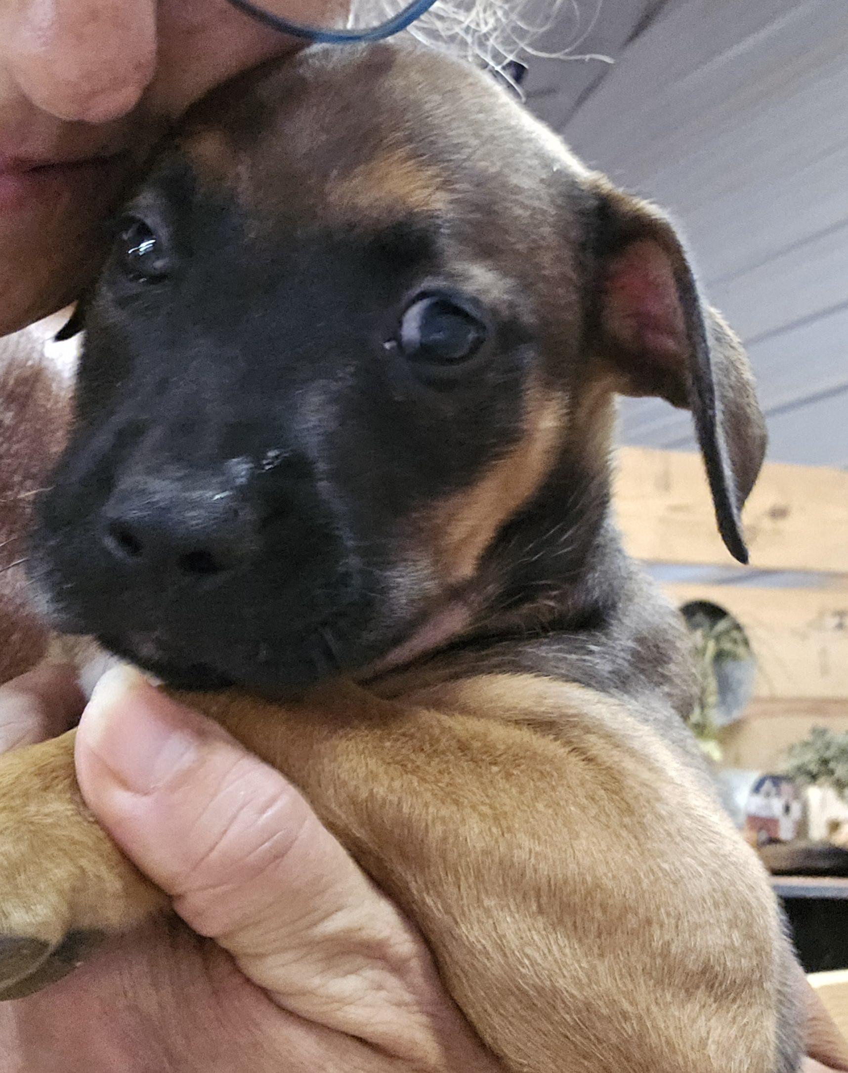 Megan, a Adoptable mixed breed in Abbeville, SC image 2/5