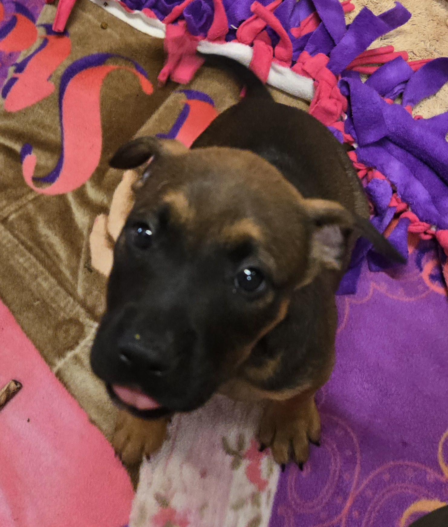 Megan, a Adoptable mixed breed in Abbeville, SC image 3/5