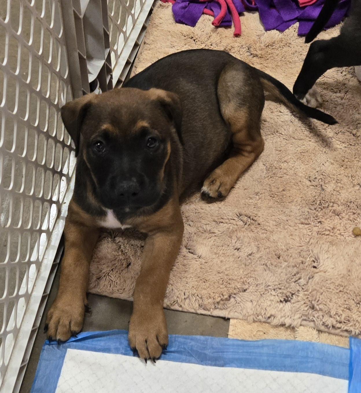 Megan, a Adoptable mixed breed in Abbeville, SC image 4/5