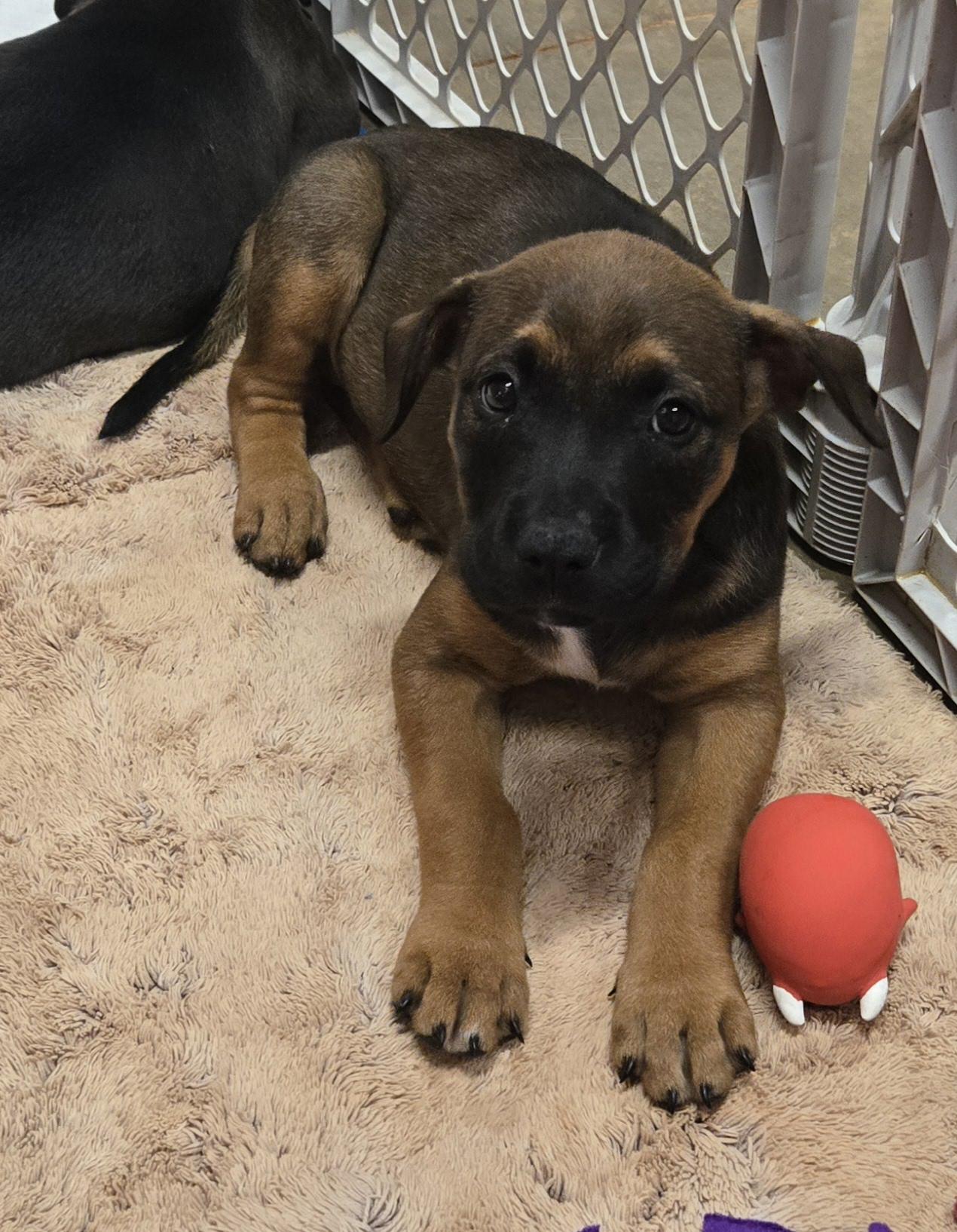 Megan, a Adoptable mixed breed in Abbeville, SC image 5/5