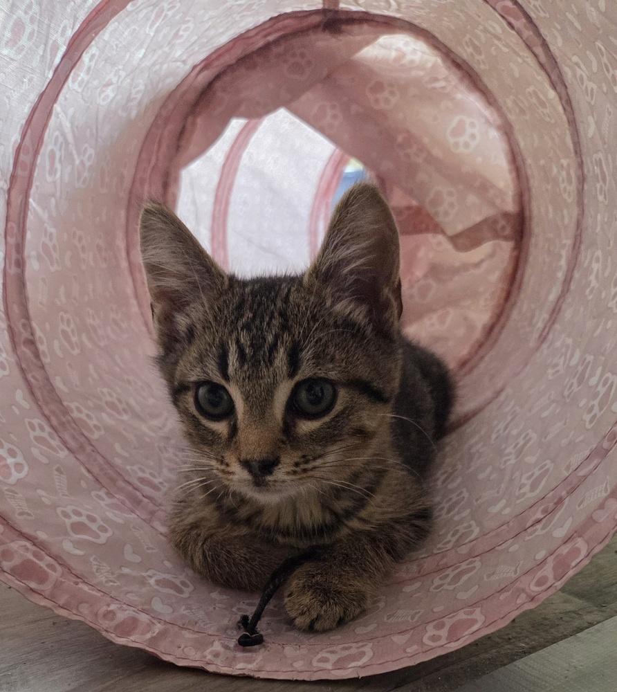 Enlarge Noodle, a Adopted Domestic Short Hair in Salisbury, NC image 1/3