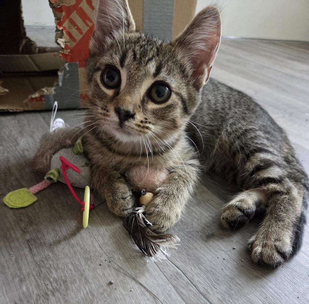 Enlarge Noodle, a Adopted Domestic Short Hair in Salisbury, NC image 2/3