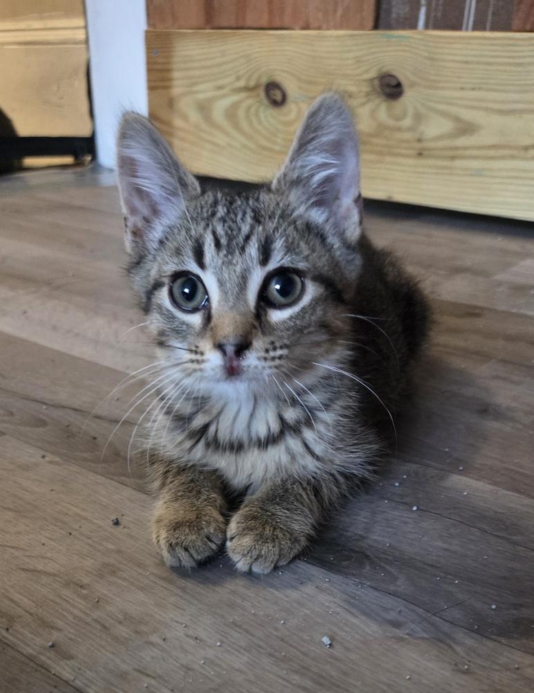 Enlarge Noodle, a Adopted Domestic Short Hair in Salisbury, NC image 3/3