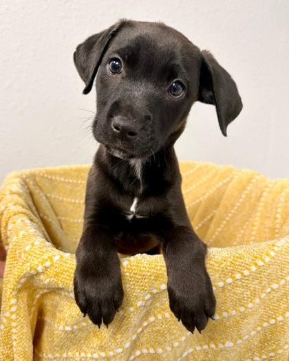 Sycamore, Adoptable, Puppy Female Mixed Breed & Mixed Breed.