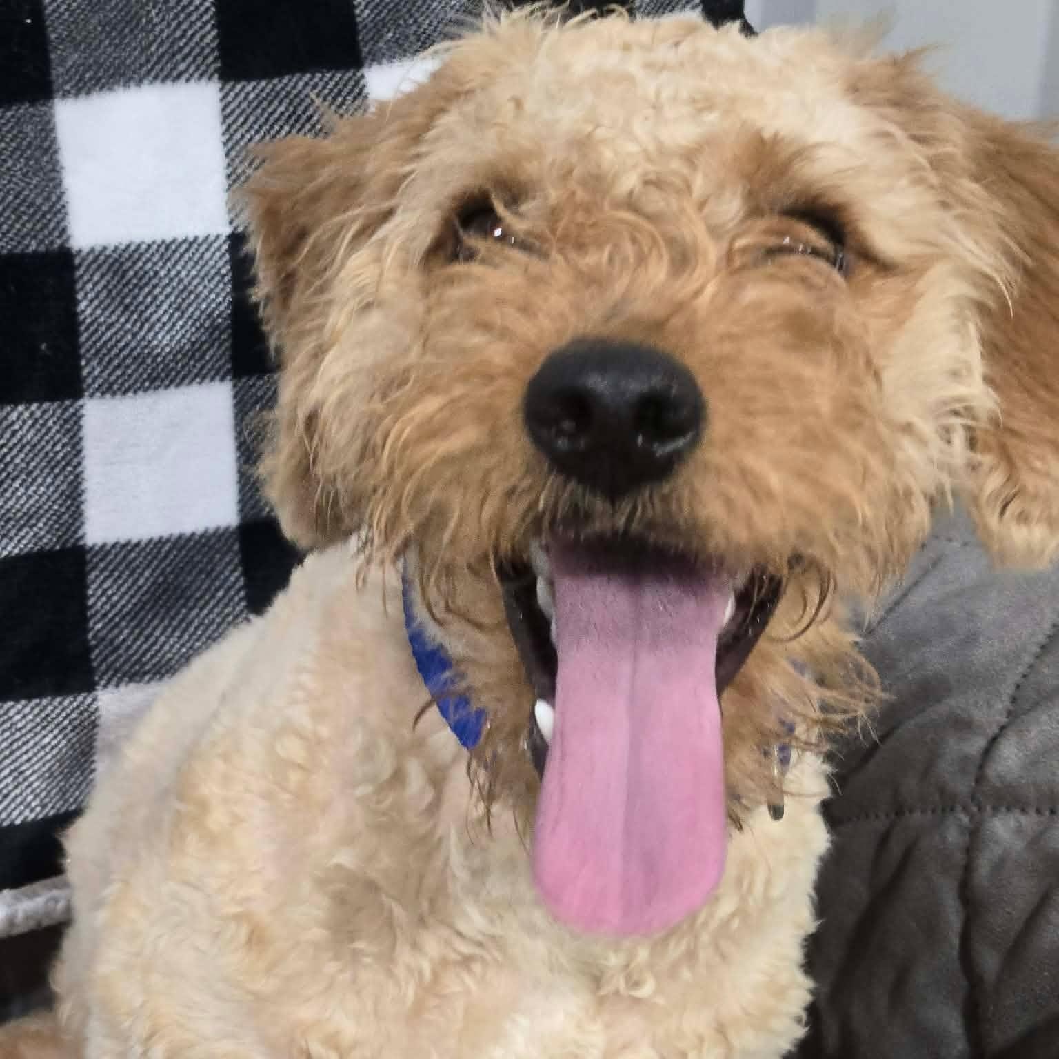 Sonic Sam, a ADOPTABLE mixed breed in Racine, WI image 3/3