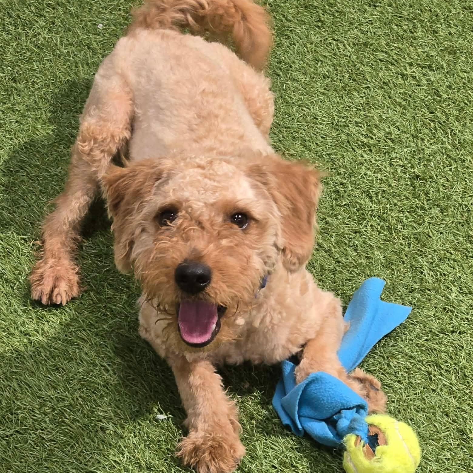 Sonic Sam, a ADOPTABLE mixed breed in Racine, WI image 2/3