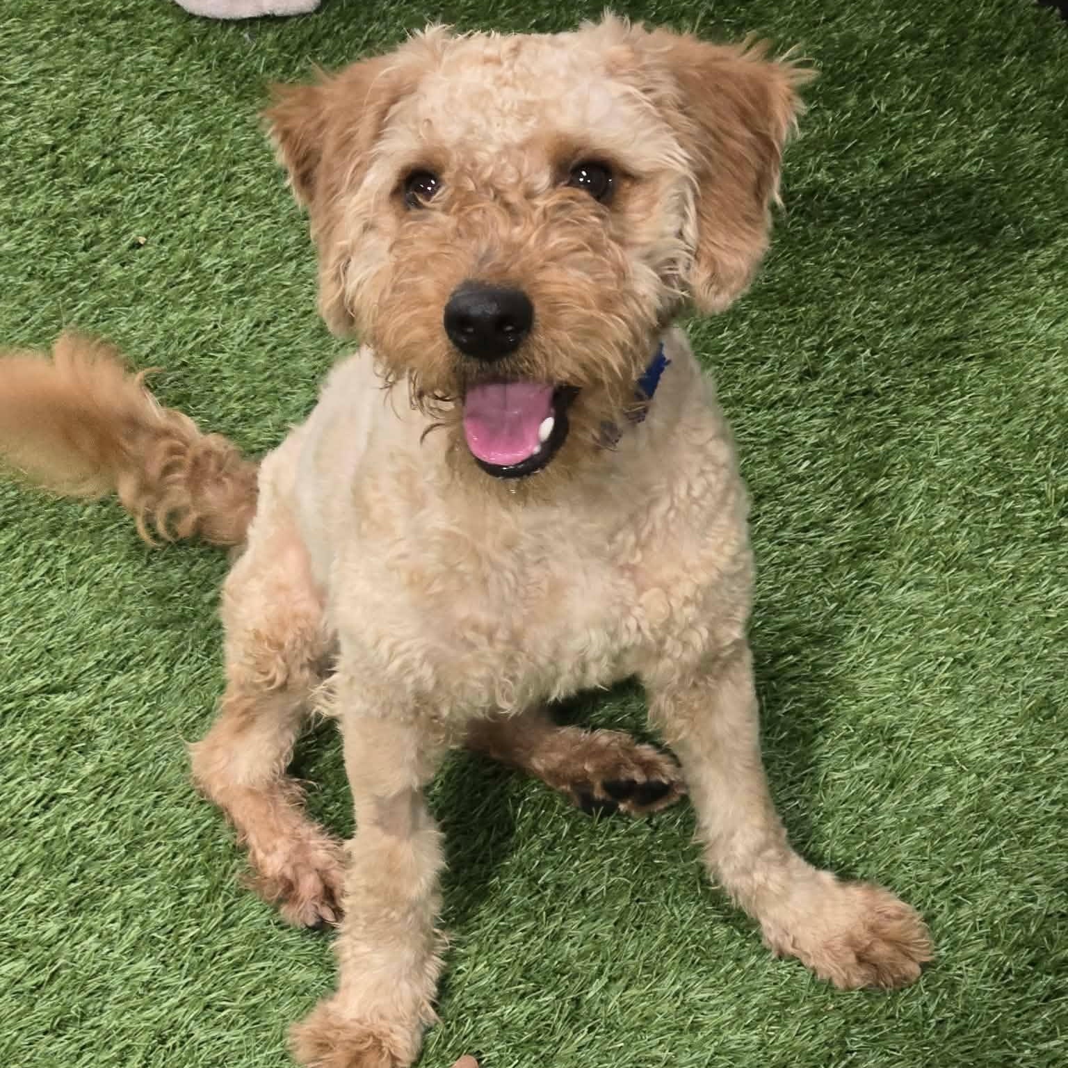 Sonic Sam, a ADOPTABLE mixed breed in Racine, WI image 1/3