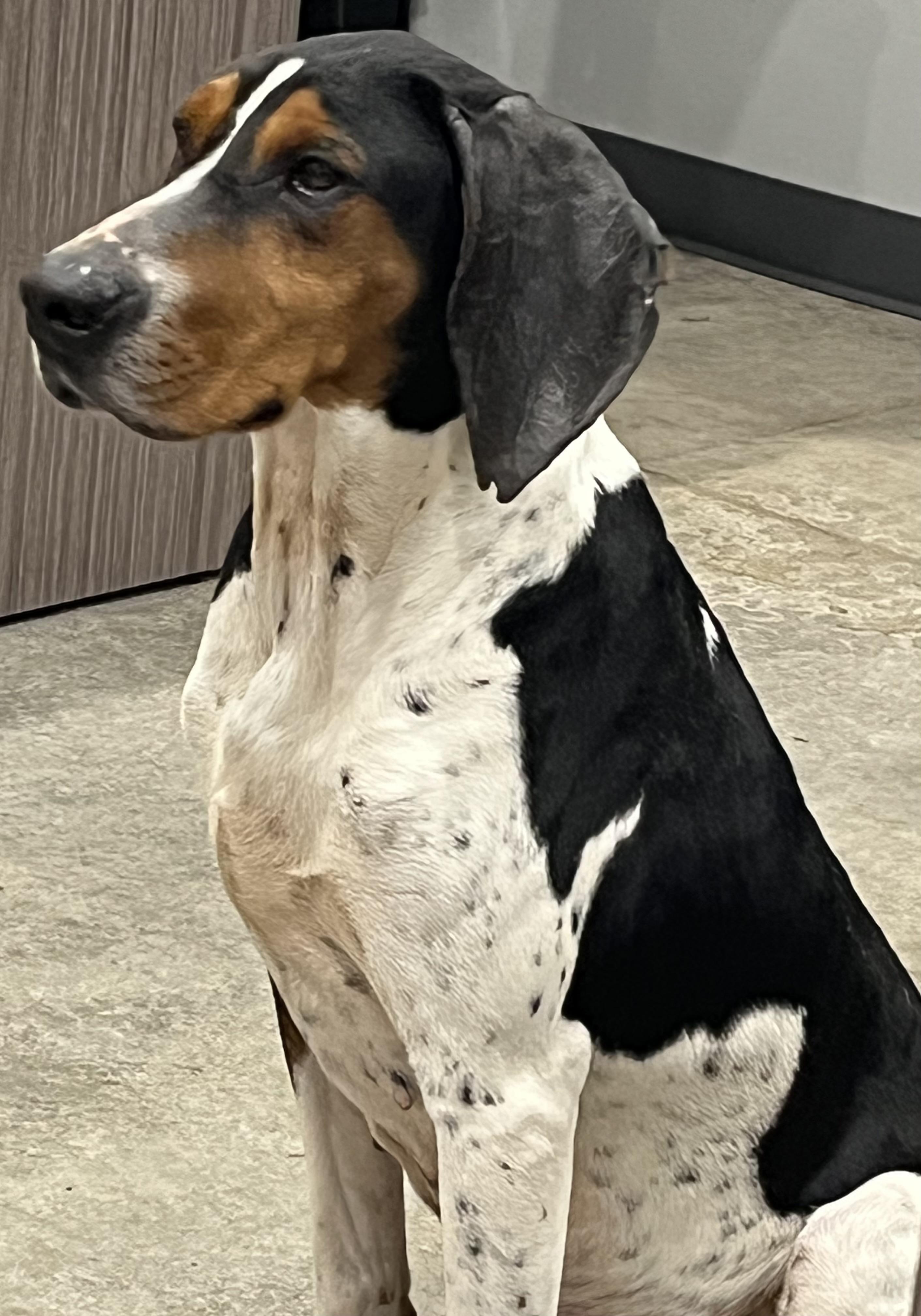 Amelia, Adoptable, Adult Female Treeing Walker Coonhound.