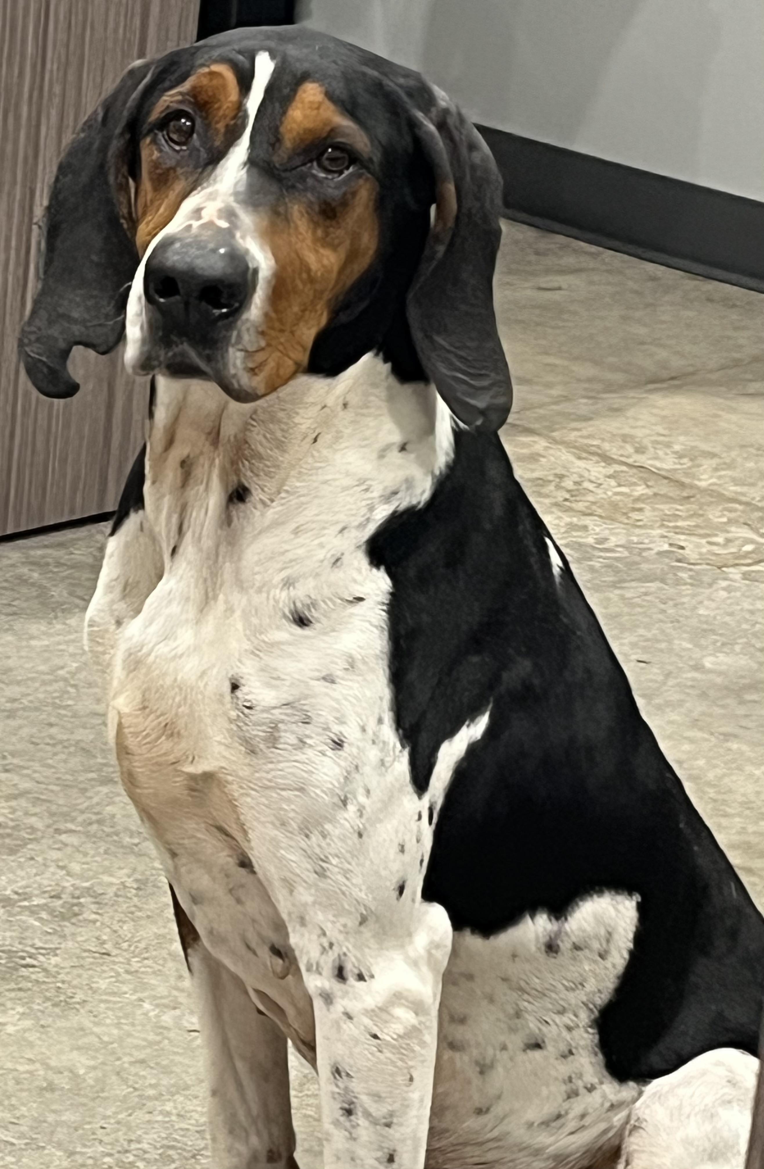 Enlarge Amelia, a Adoptable mixed breed in Ottumwa, IA image 2/3