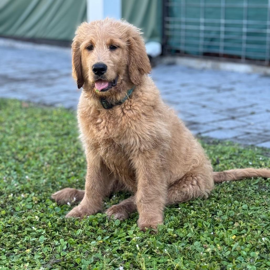 TOAST, Adoptable, Puppy Male Golden Retriever & Standard Poodle.